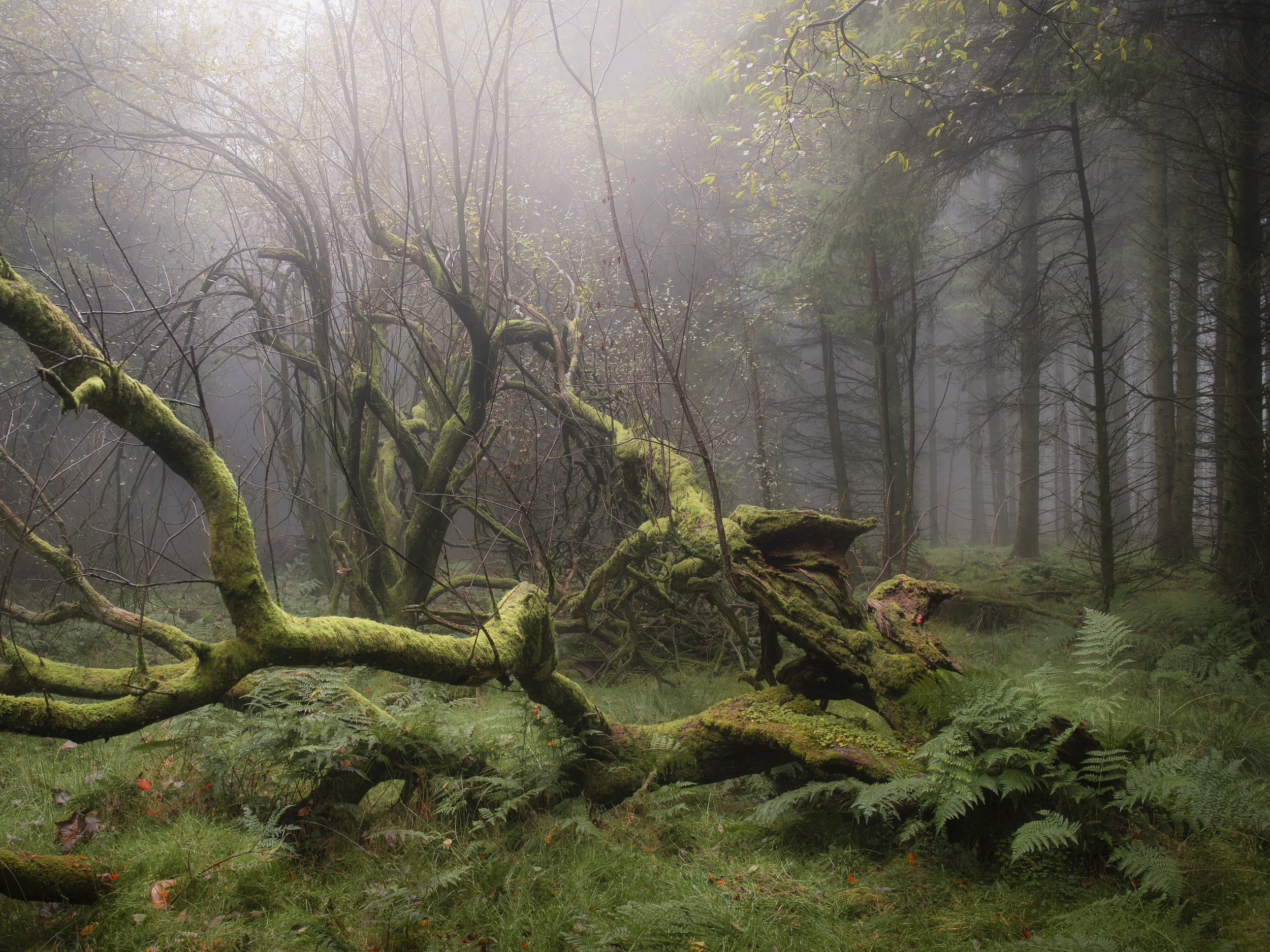 Stephen_Woodland Beast_3MJBkjcI.jpg