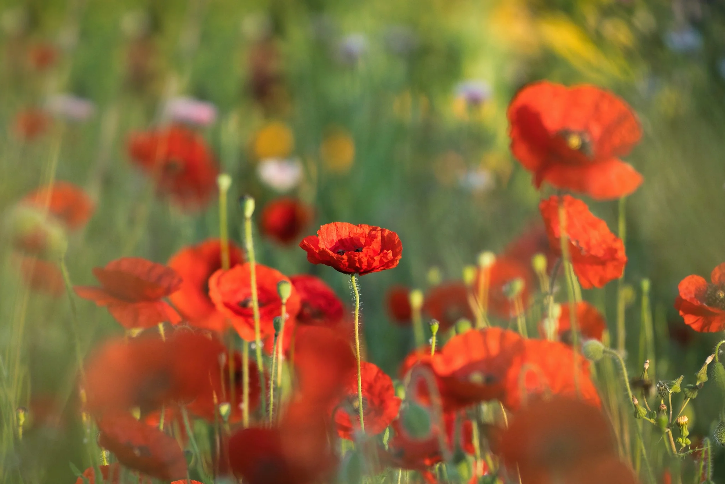 Week 36 - 'Poppy Sunrise' - Paul  Wright