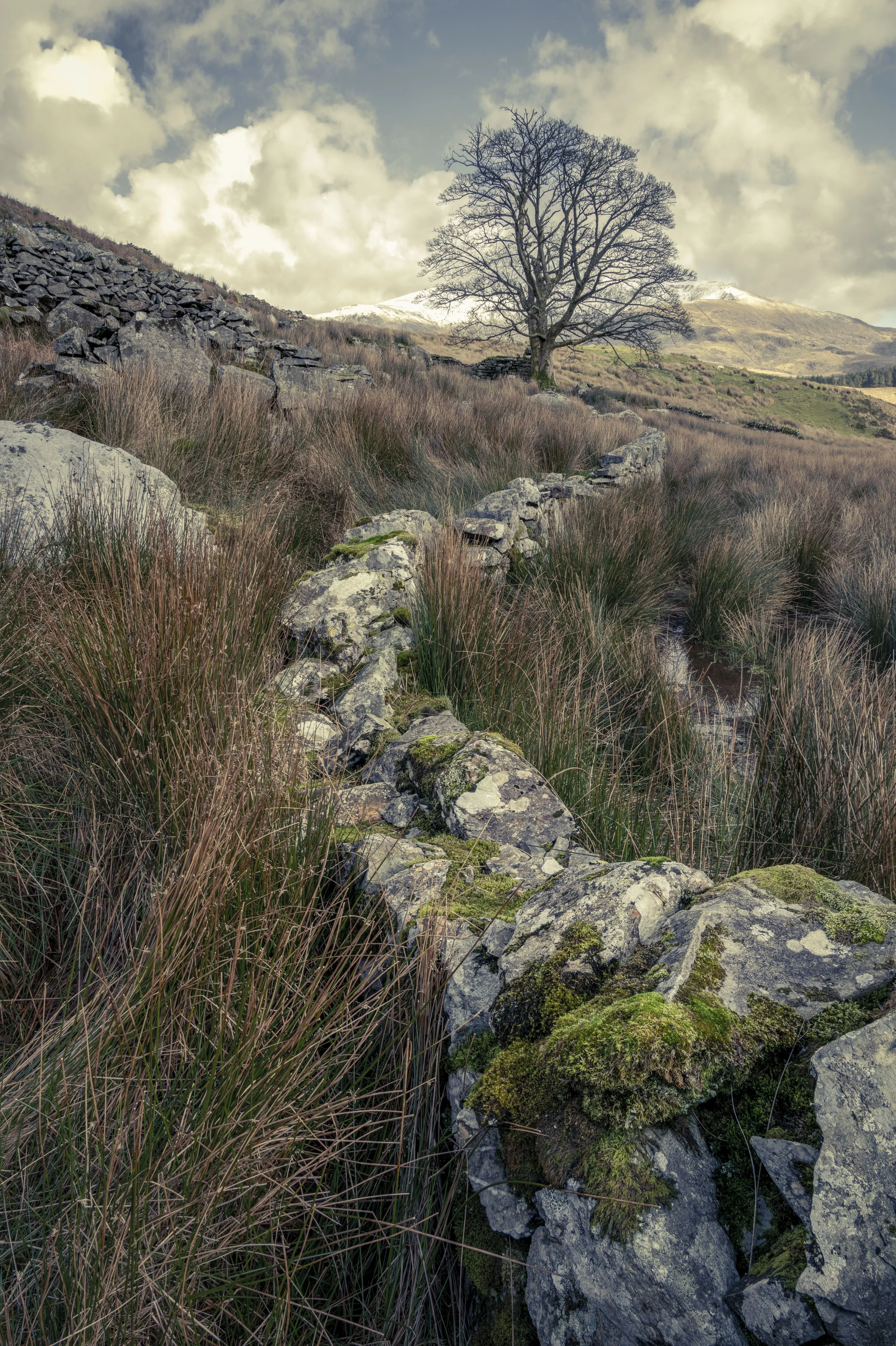 Week 25 - 'Treemendous' - Garry Sugden