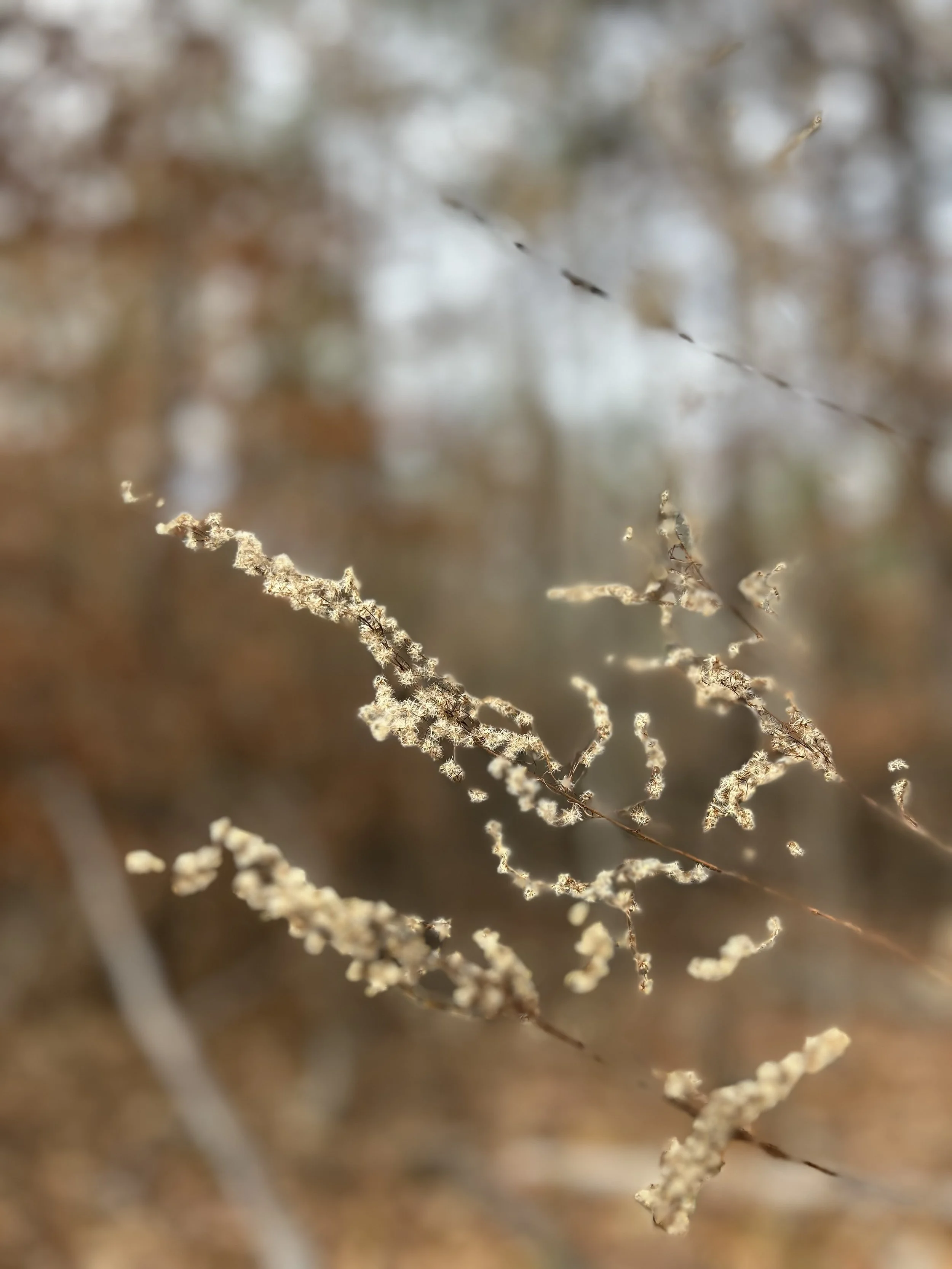 The Body Remembers Trauma: Somatic EMDR Therapy Can Help!