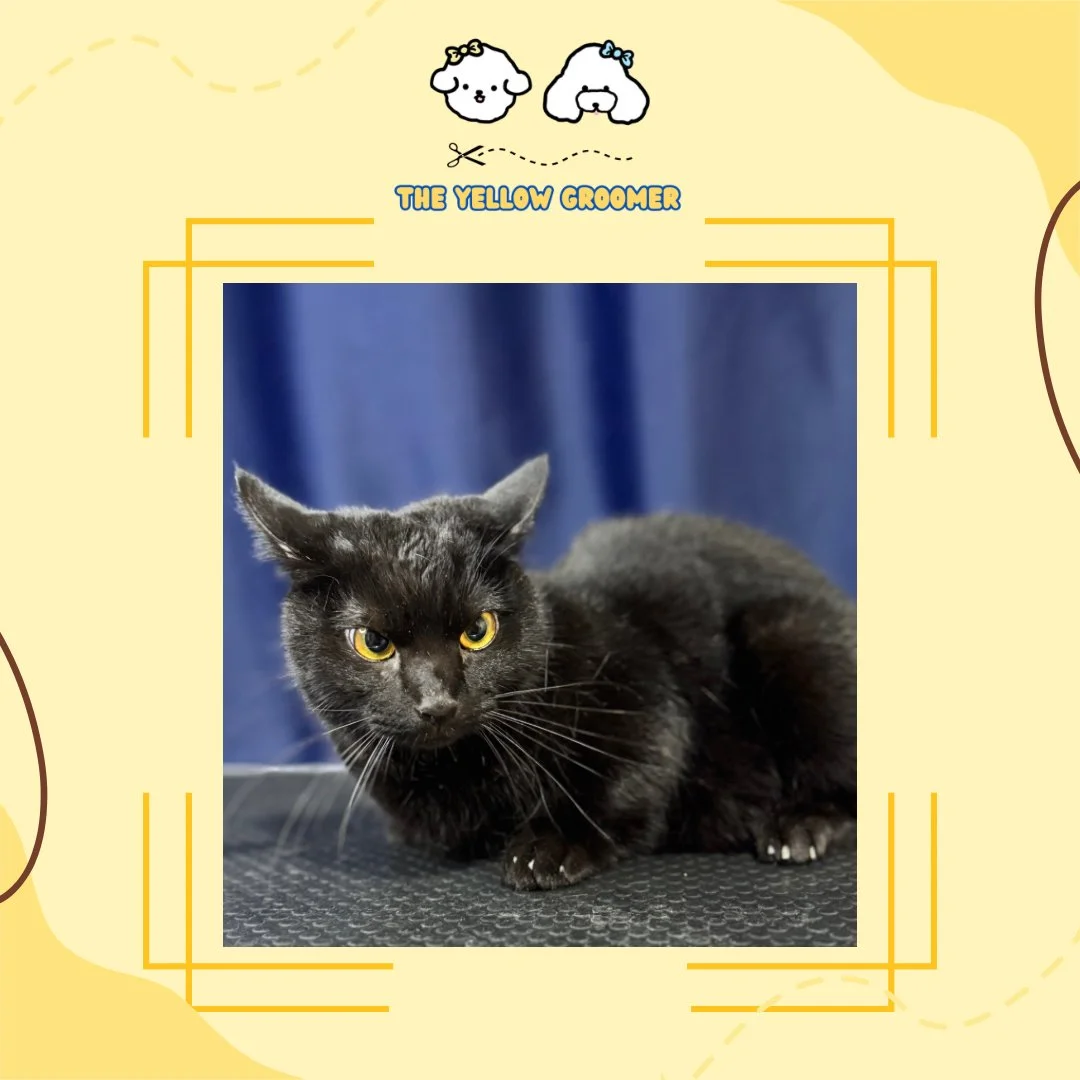 Copy of Yellow Brown Organic Grand Opening Promo Instagram Post 25.JPG