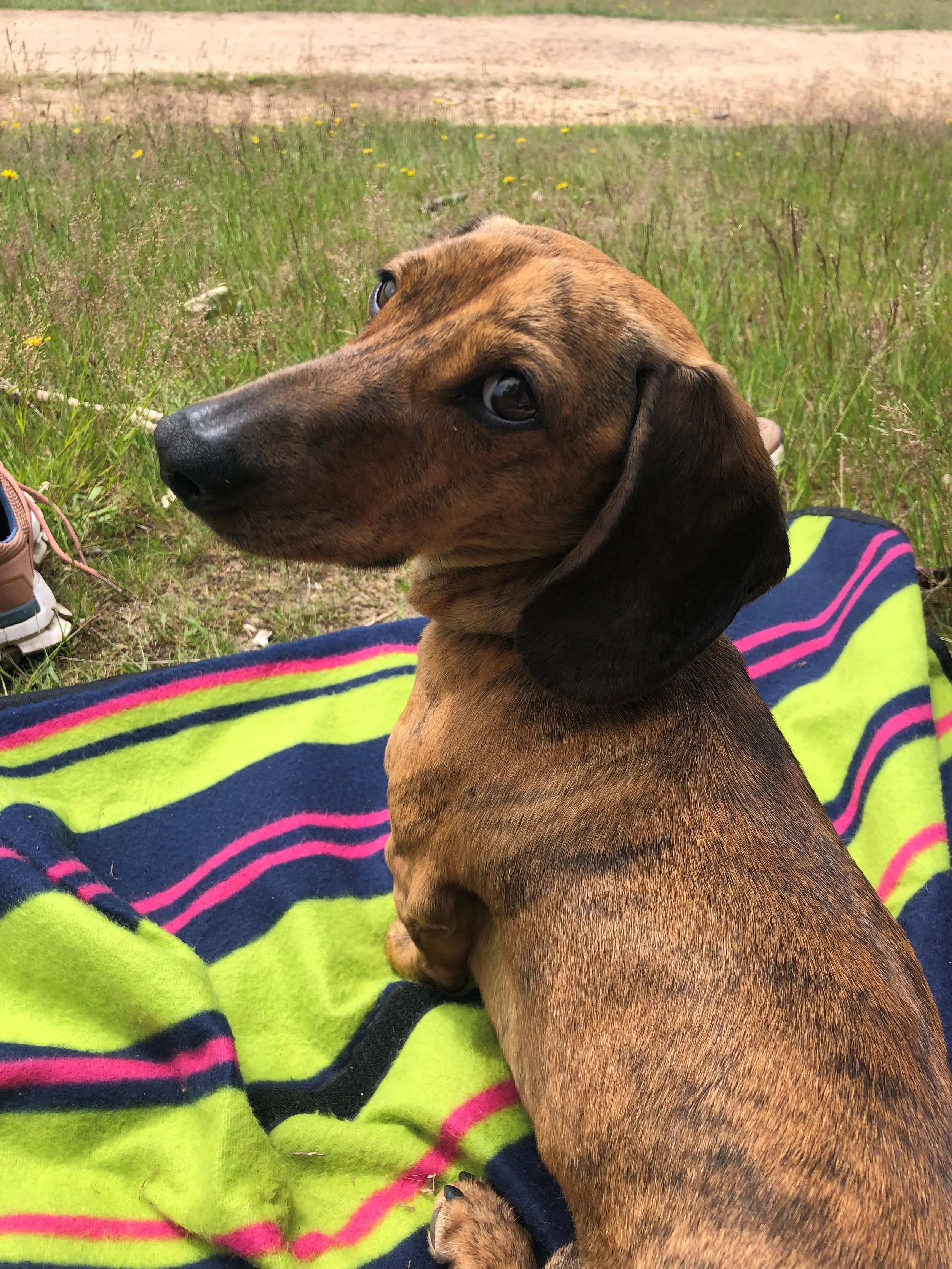 sausage dog.jpg
