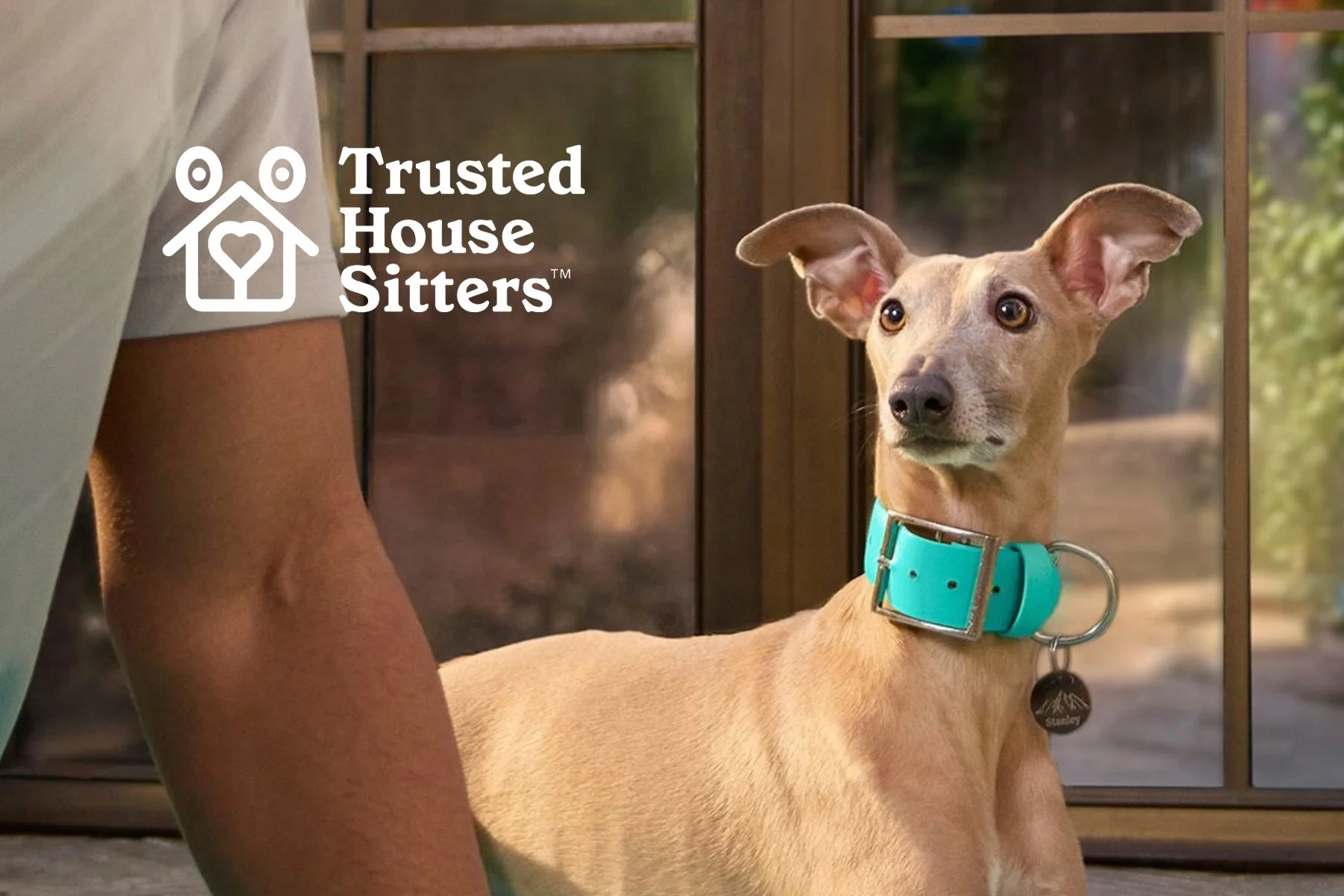 A tan dog with large ears wearing a teal collar, sitting inside a screened porch, looking attentively. Part of a person's arm and white shirt sleeve are visible on the left. The background shows wooden frames with greenery outside.