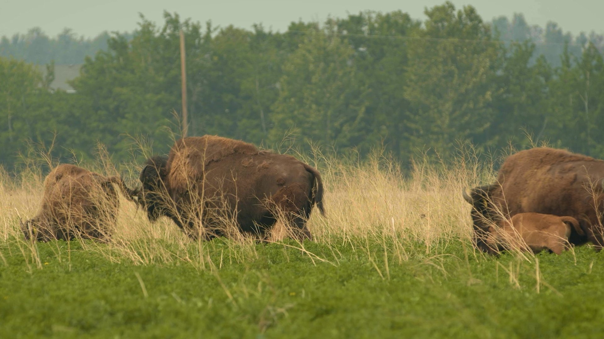 Bison Ridge0.jpg