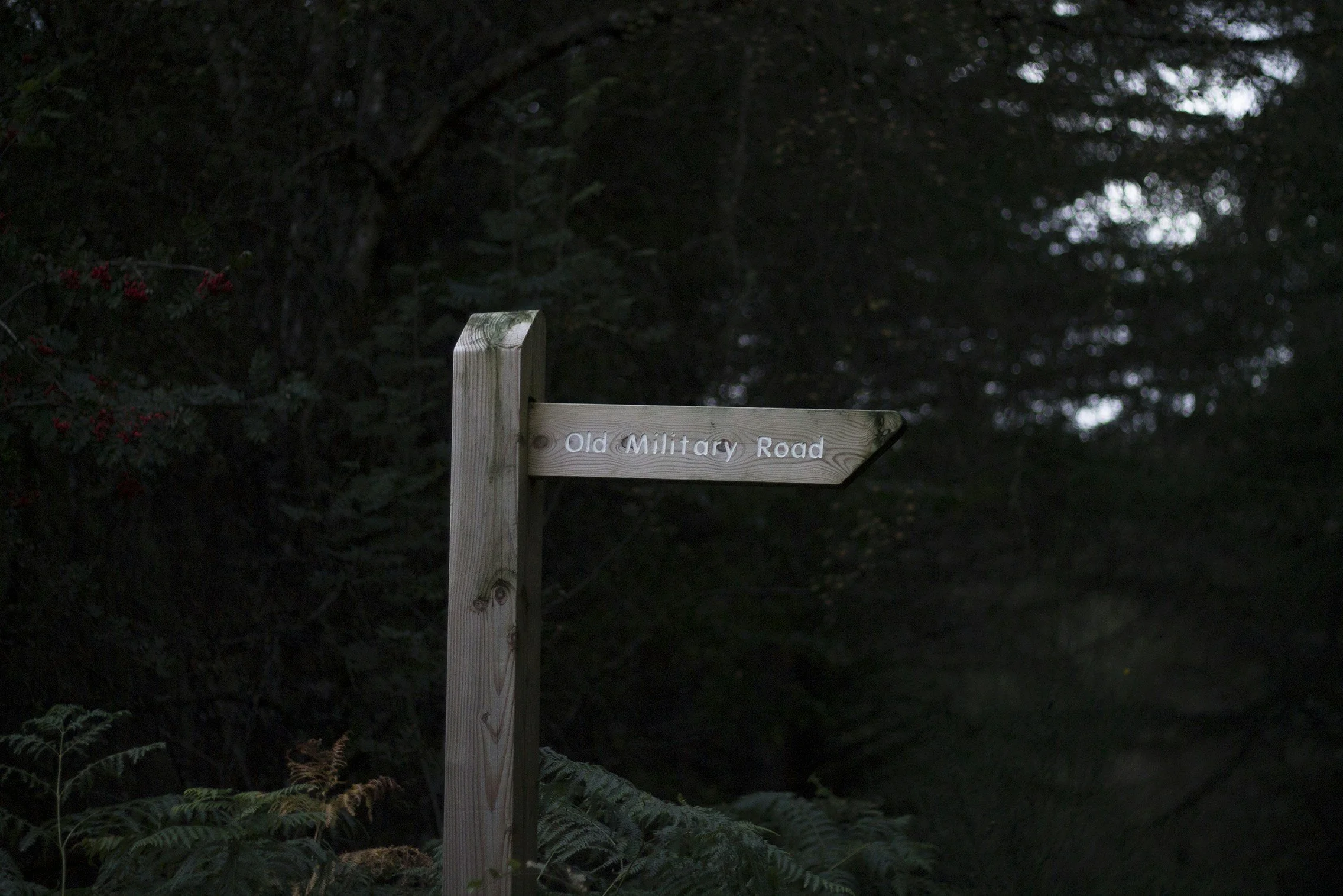 Wooden signpost reading 'Old Military Road' in a forested area.