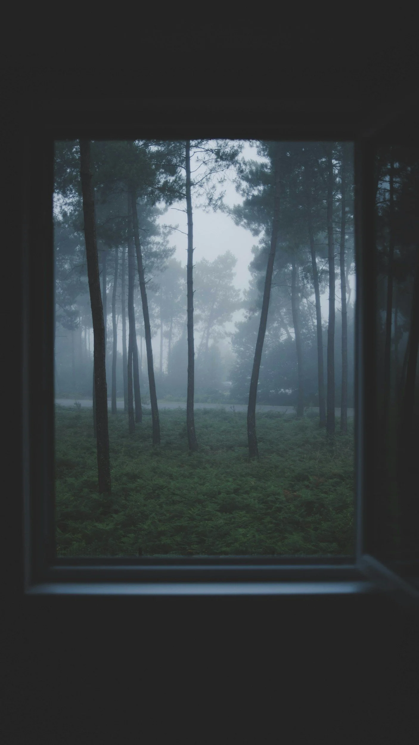Foggy forest view through a window, showing tall trees and dense undergrowth in dim lighting.