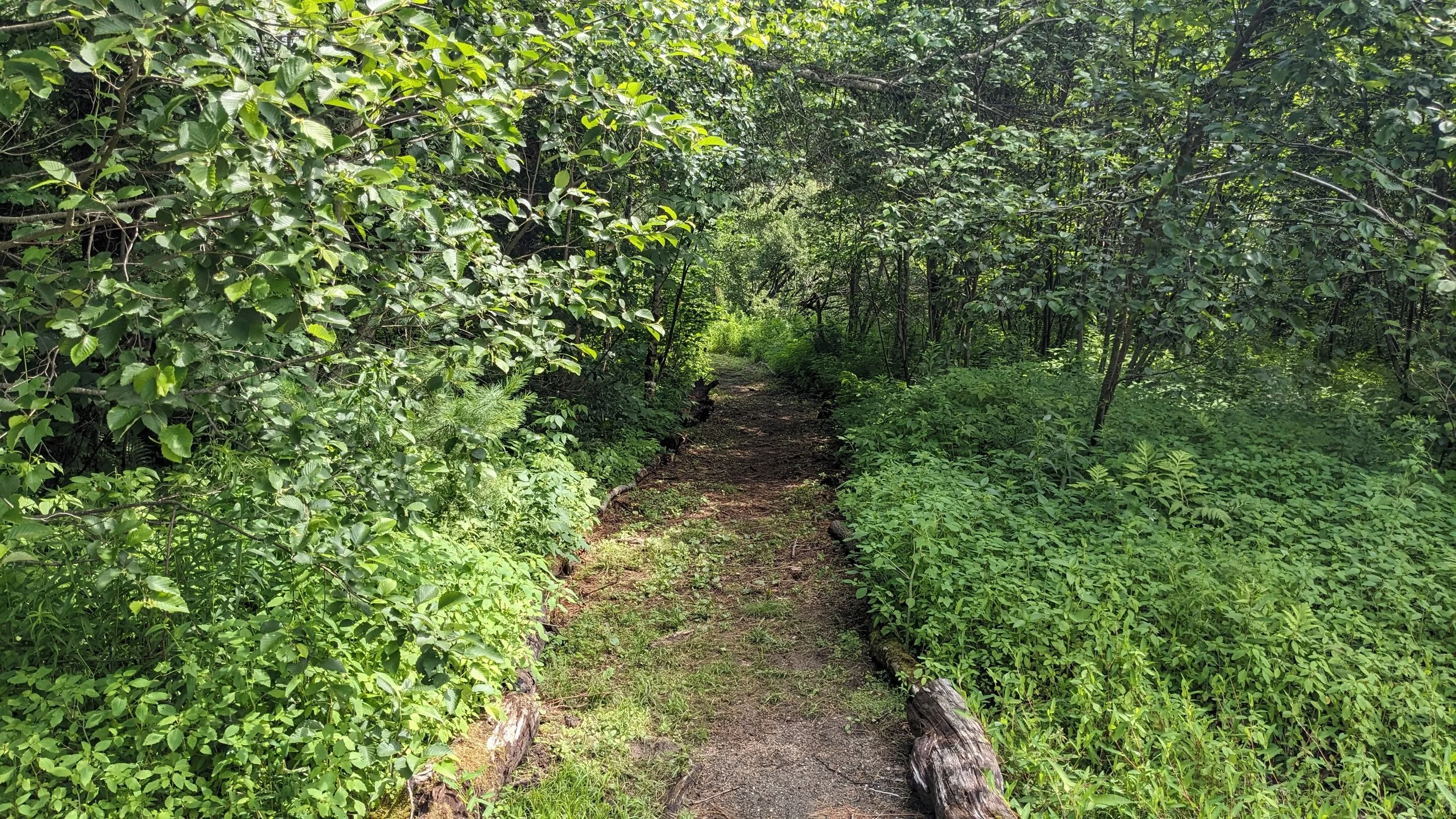 Summer Forest Trail Head.jpg
