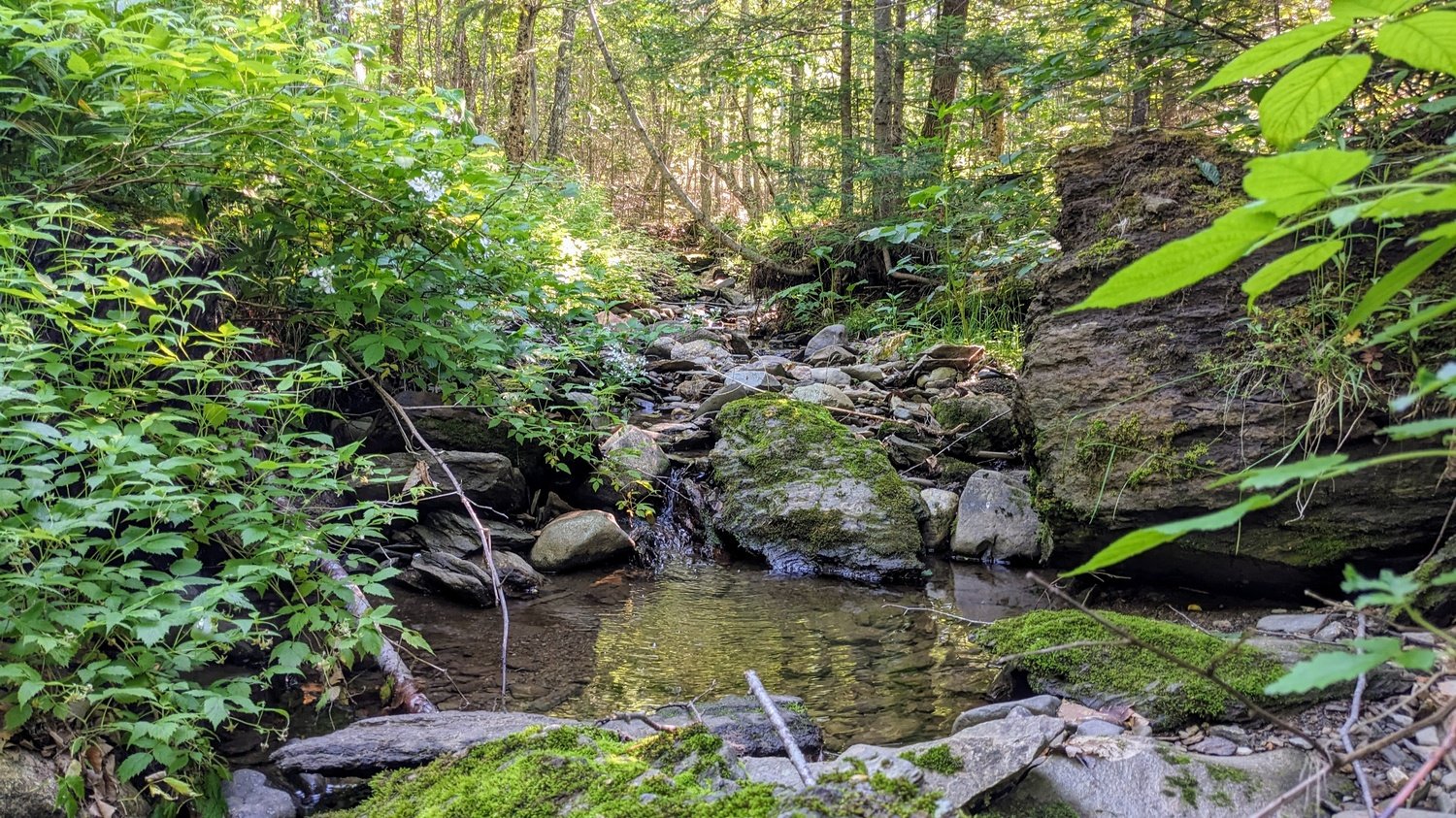 Copy of The Forest Well.jpg