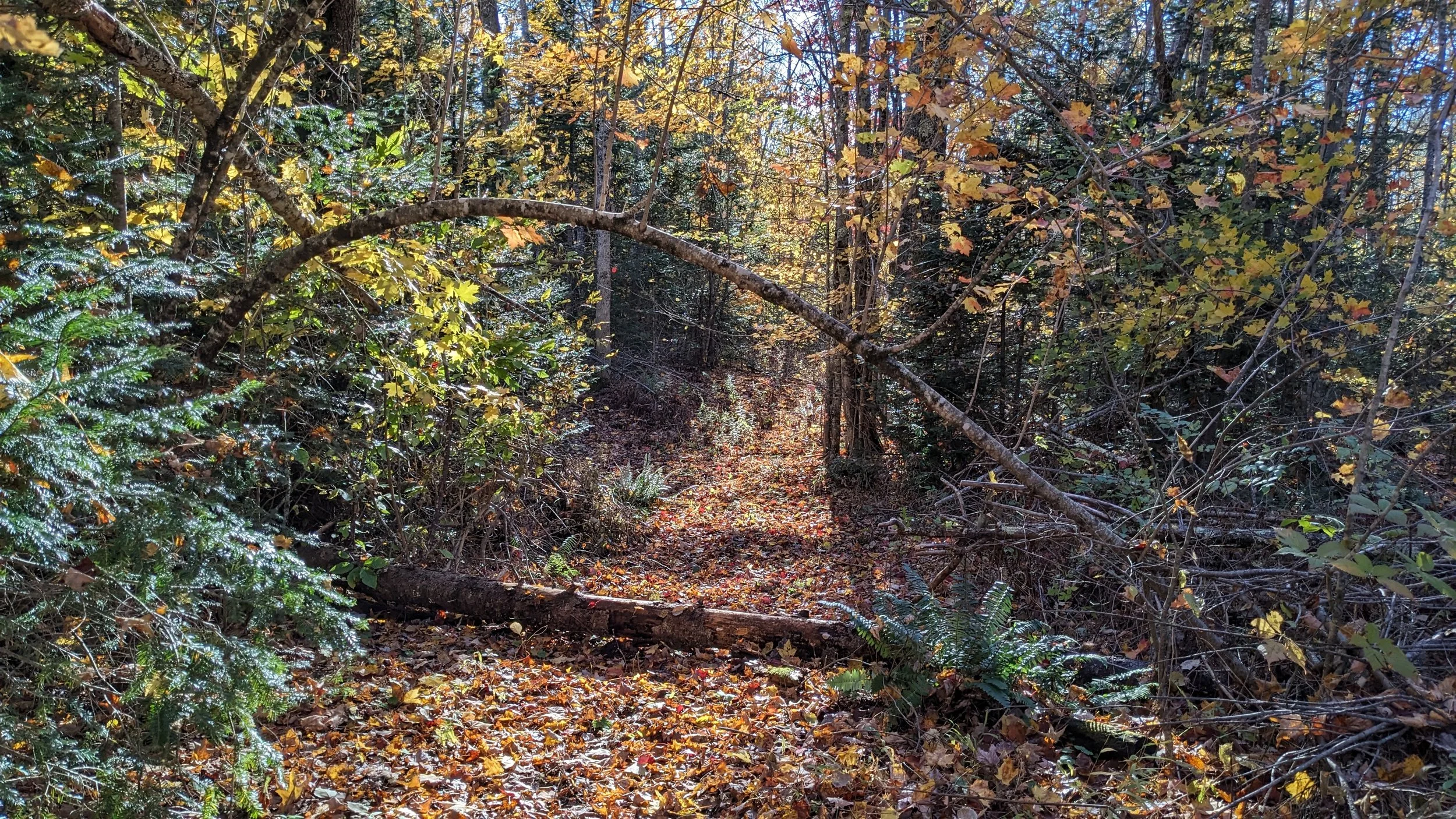 Fall Forest.jpg