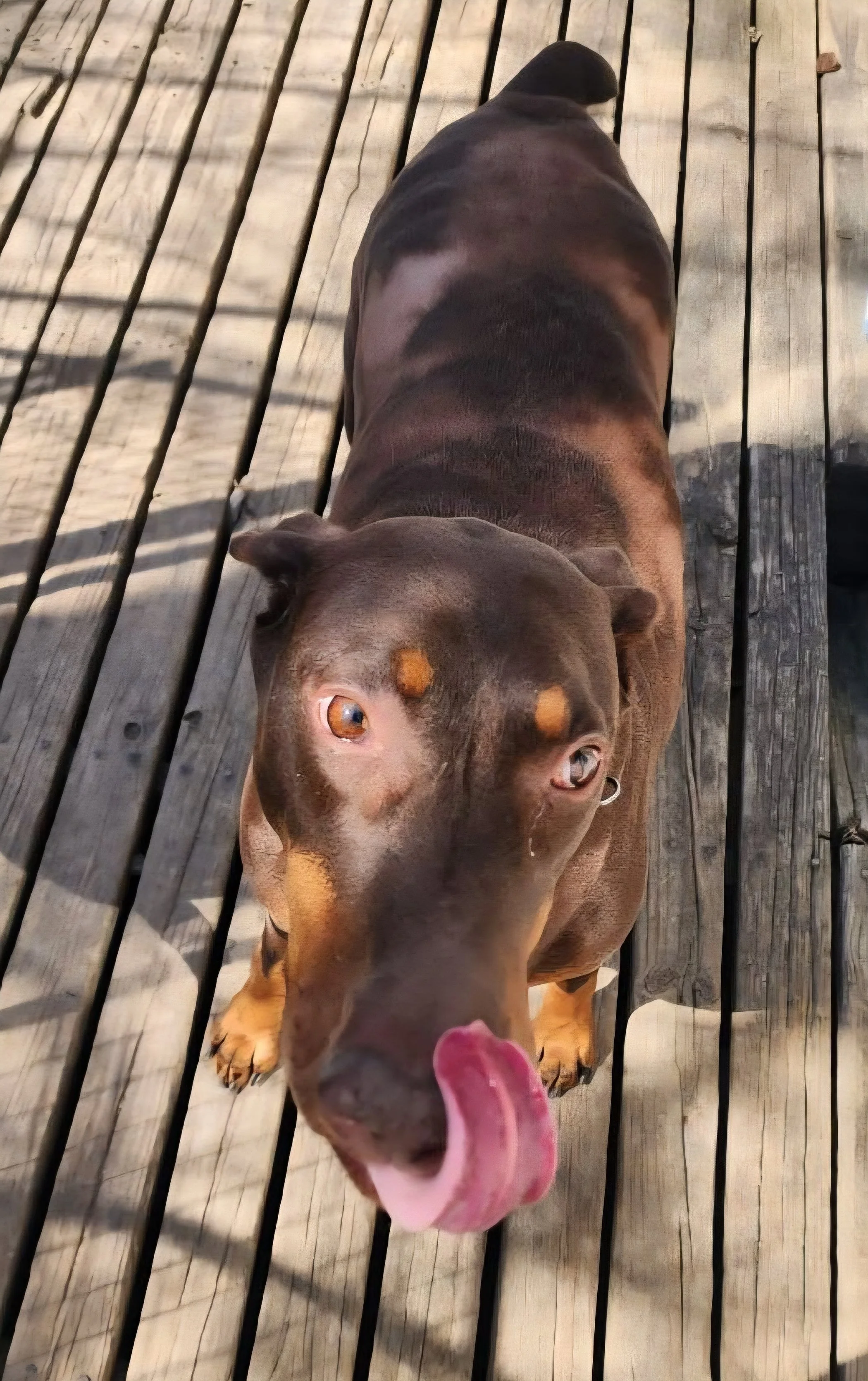 doberman.jpeg