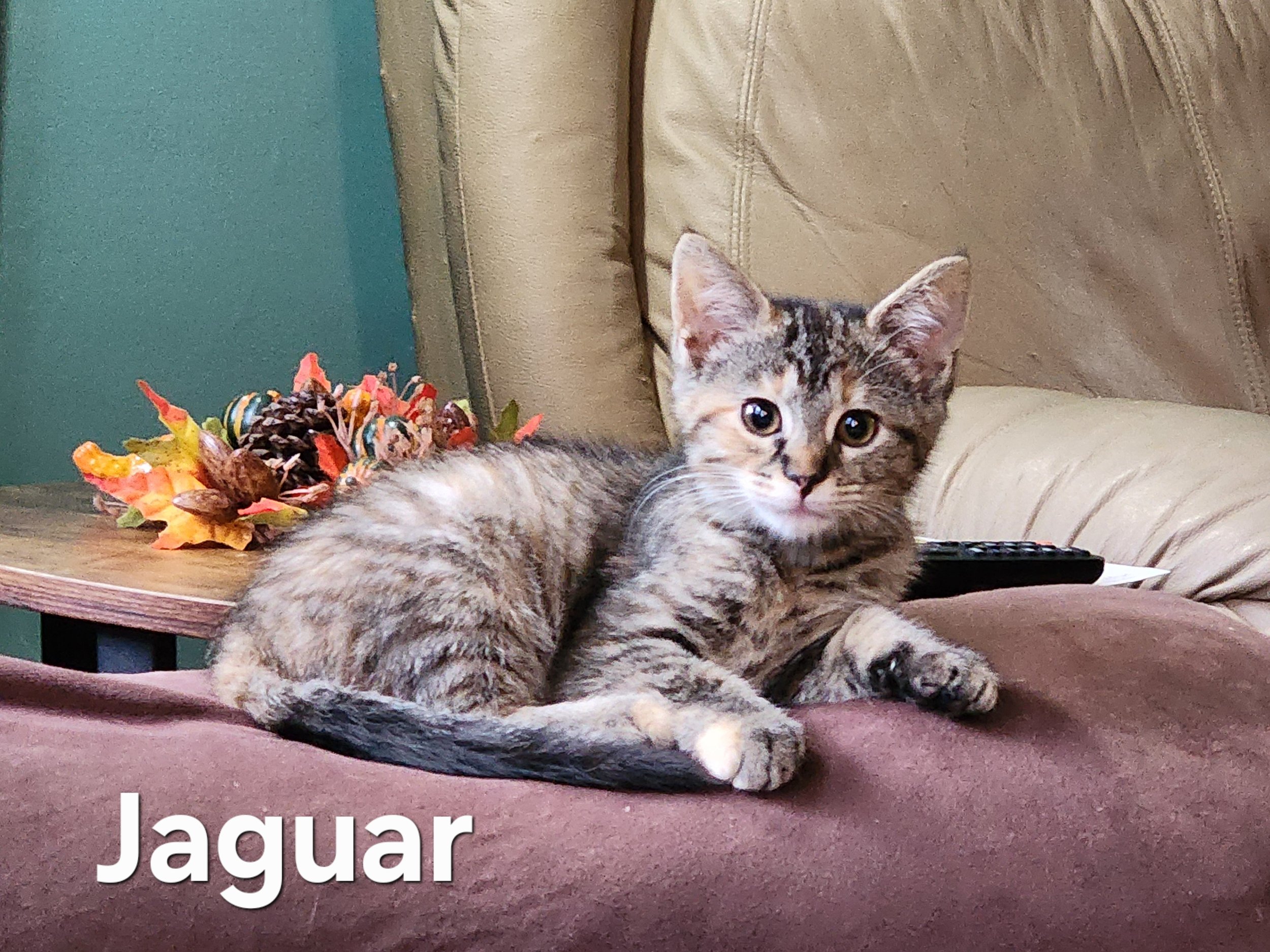 JAGUAR.jpg