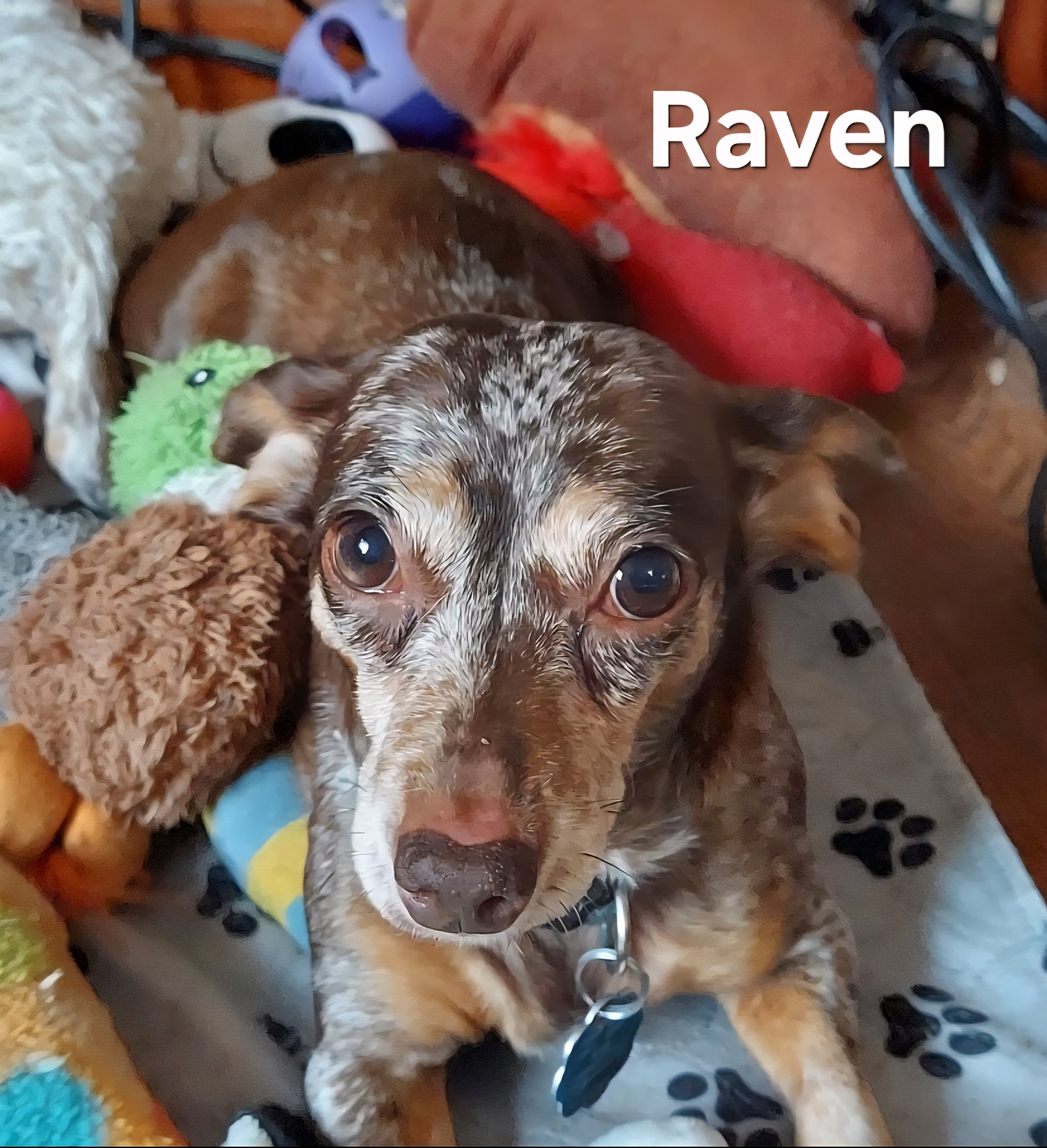 Raven the dog.jpg