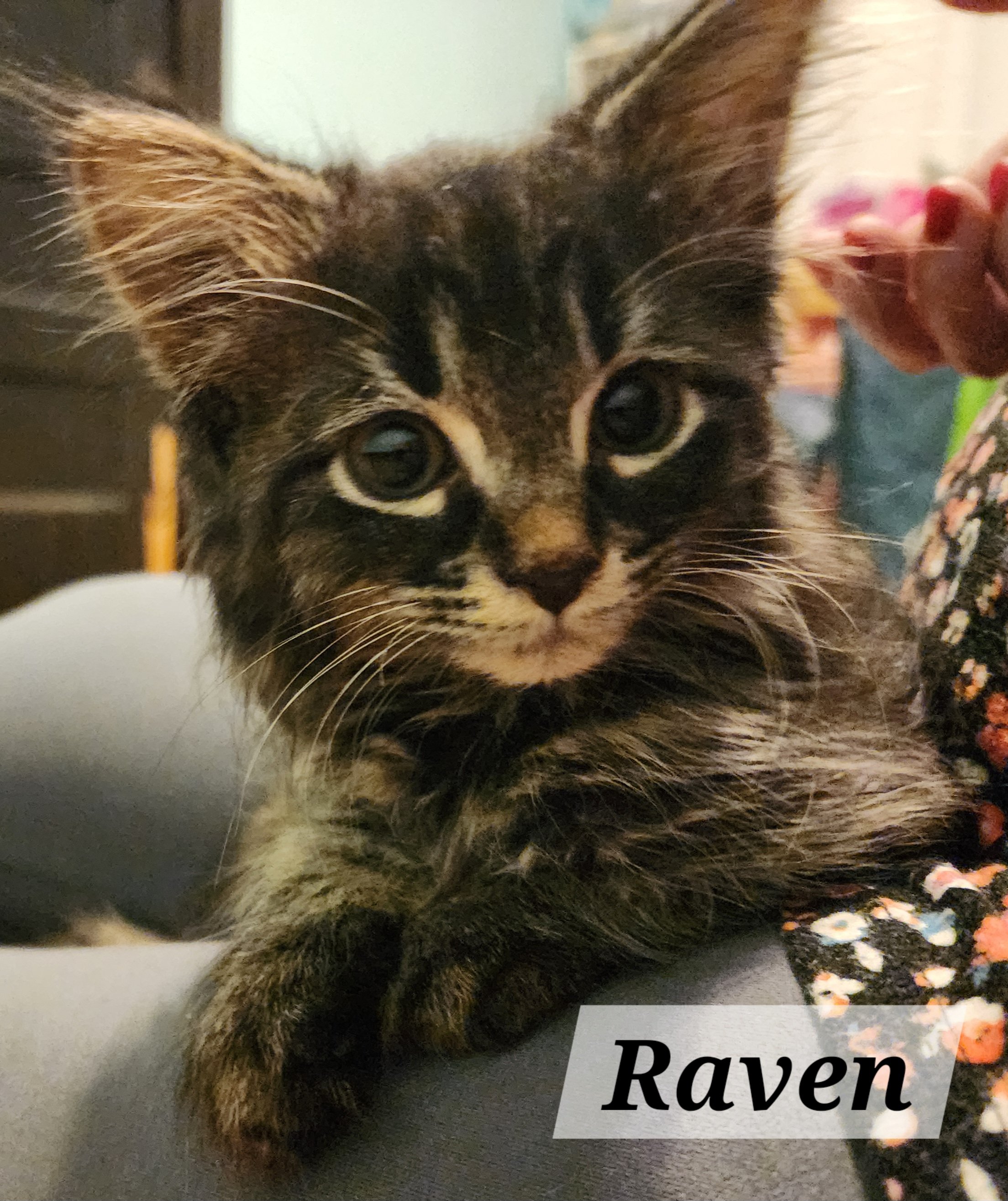 RAVEN THE CAT.jpg