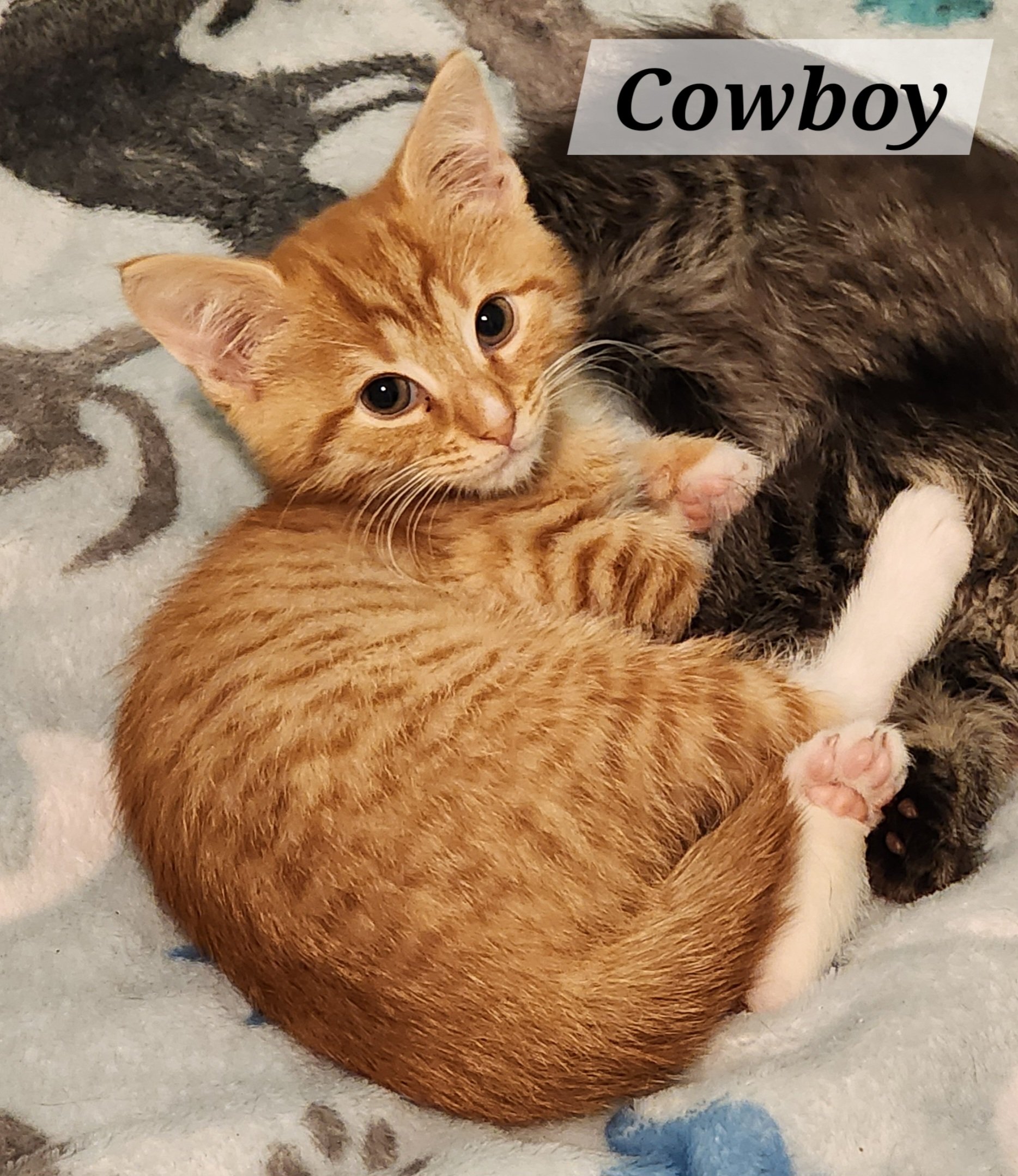 COWBOY.jpg