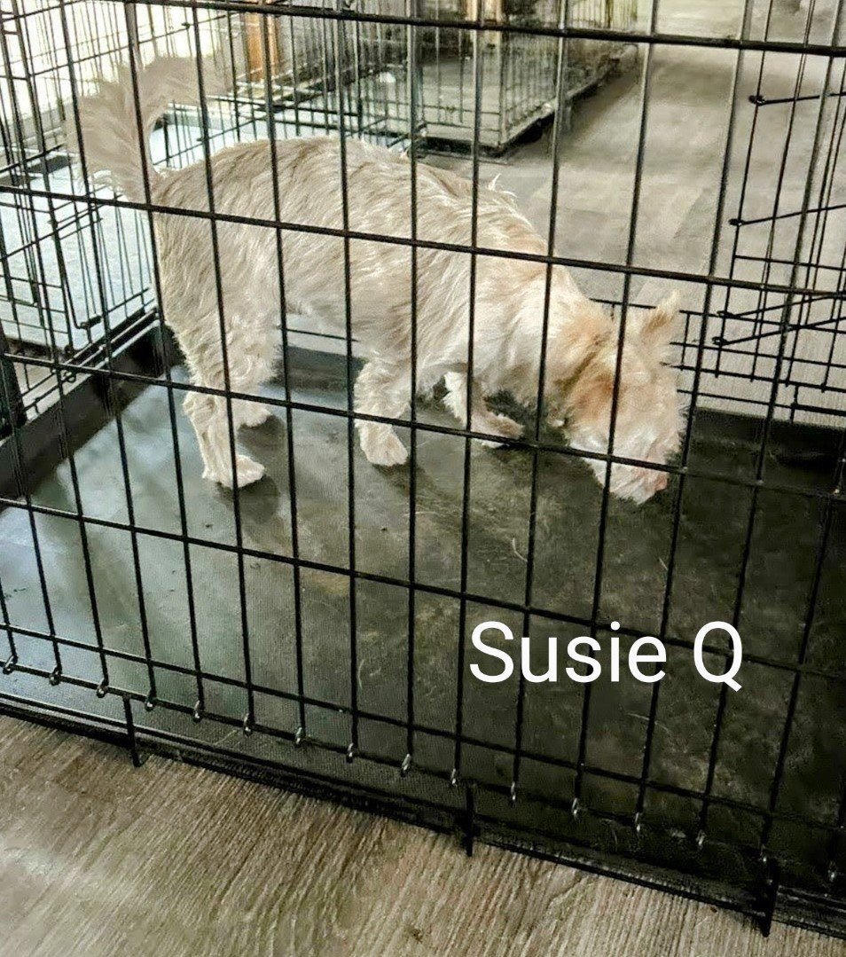SUZIE Q.jpg