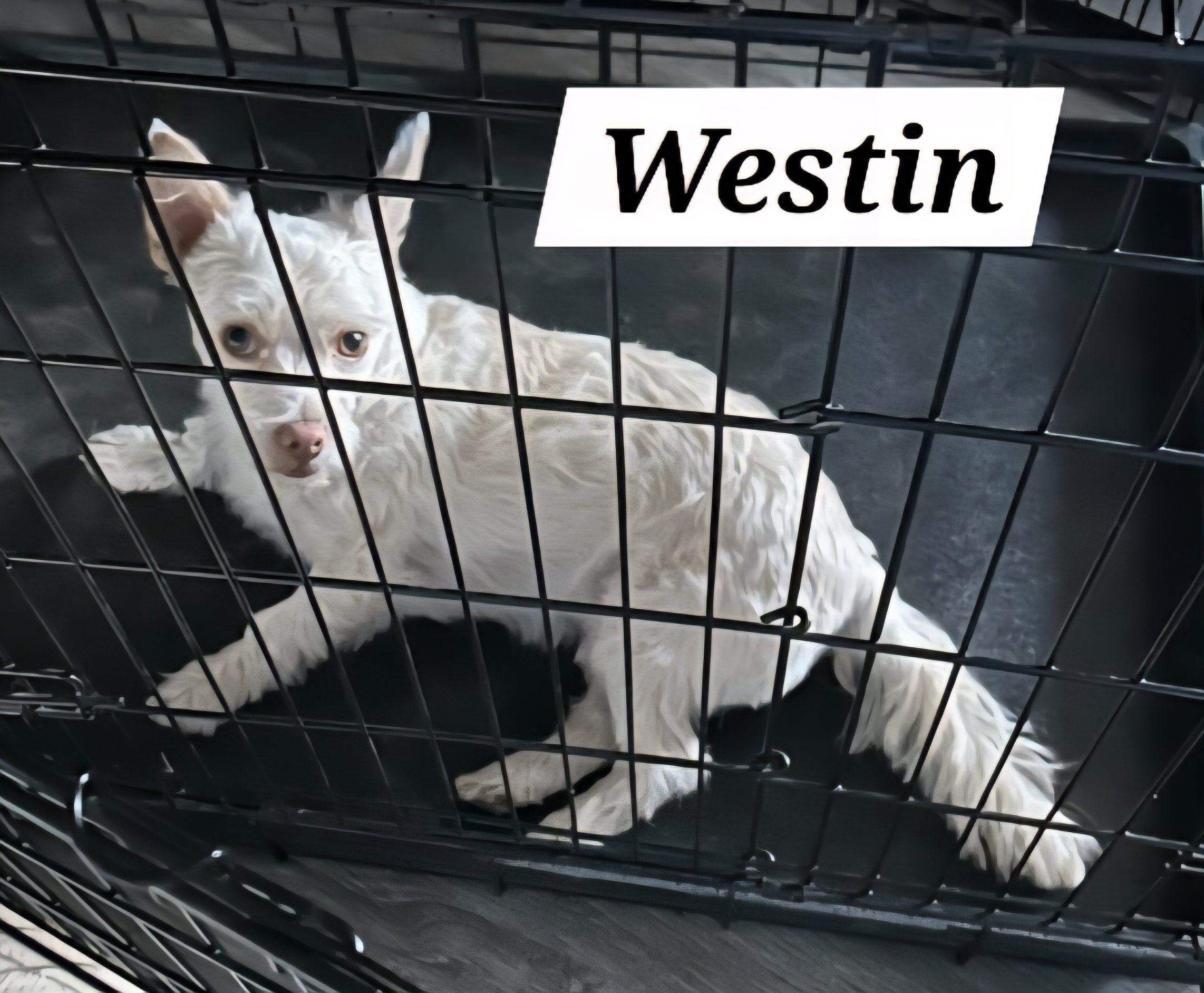WESTIN.jpg
