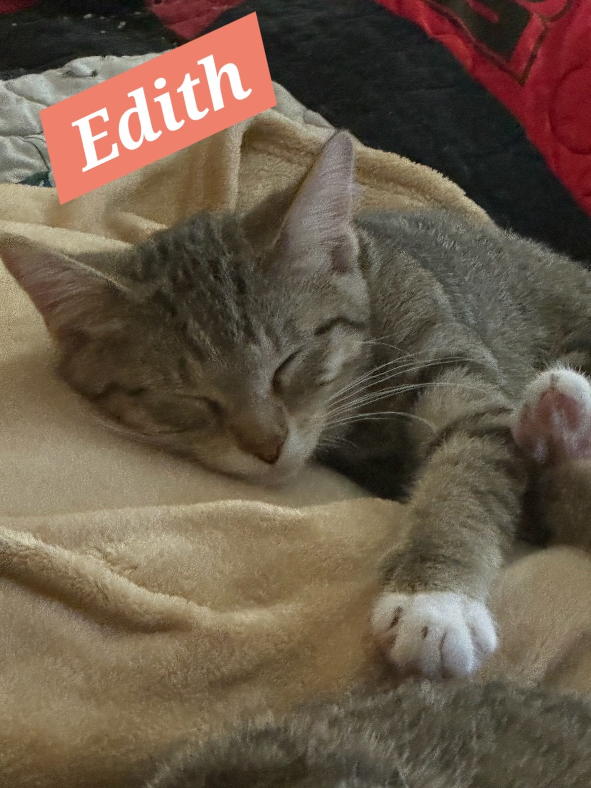 EDITH.jpg