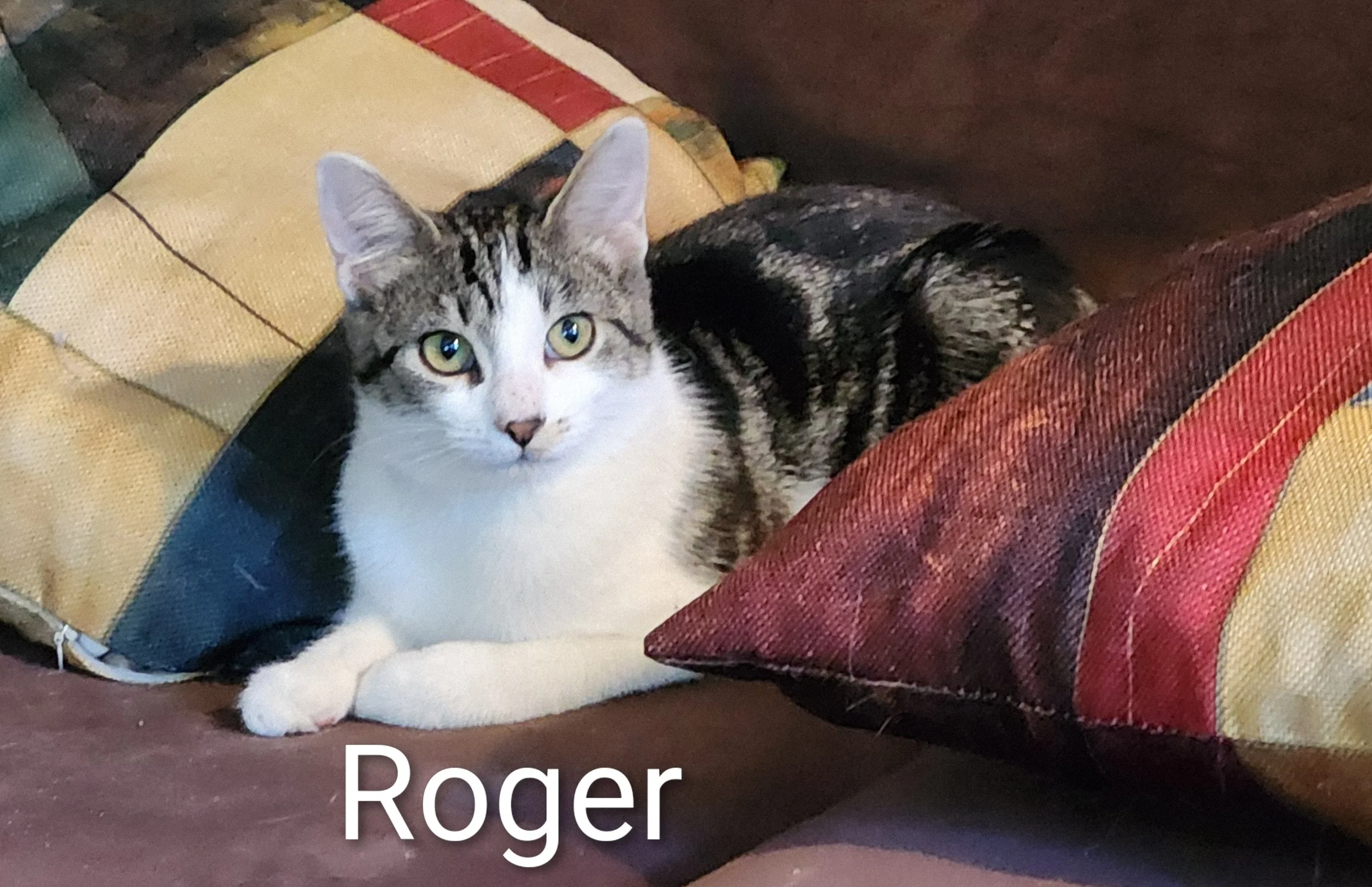 ROGER.jpg
