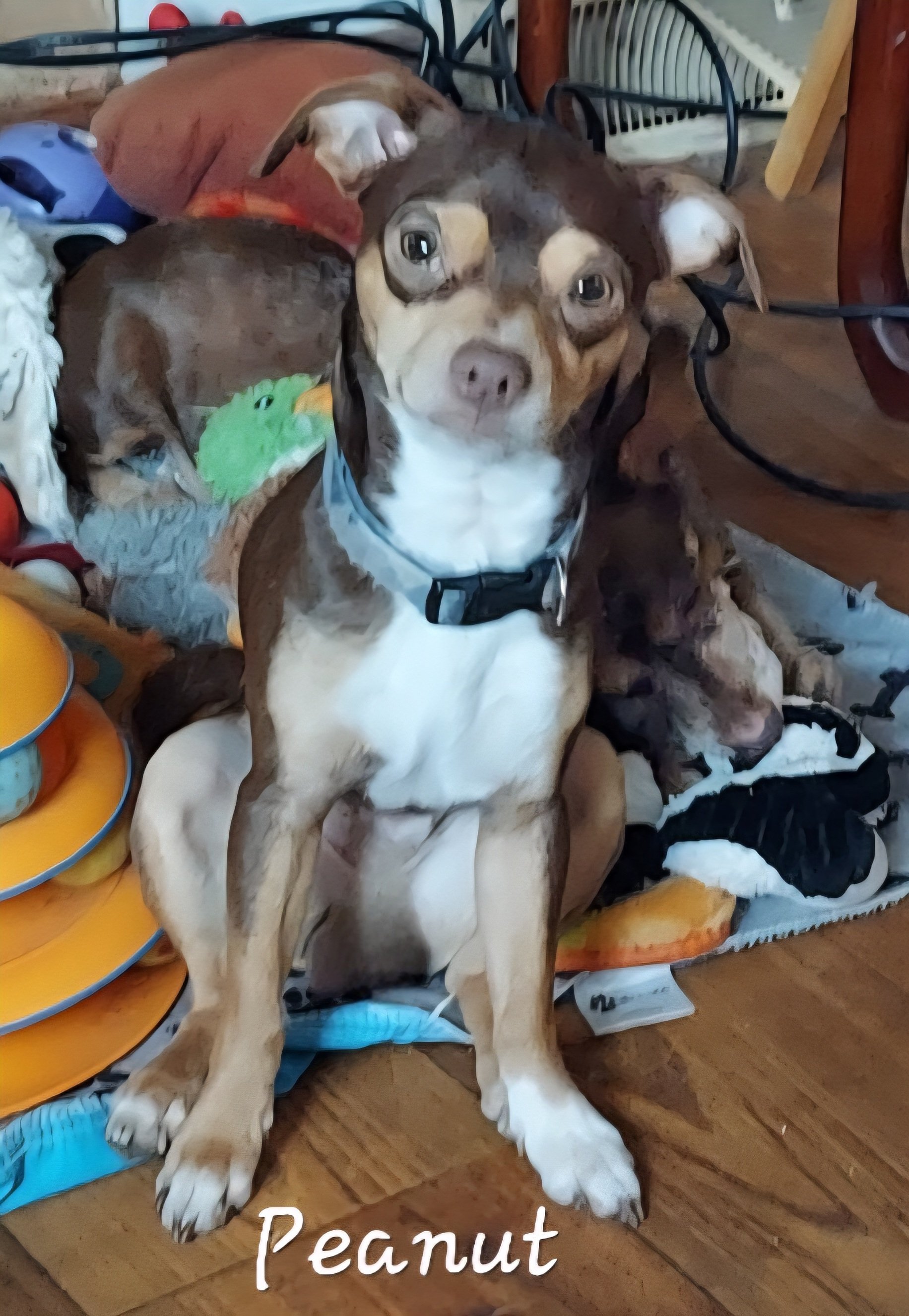 Peanut.jpg