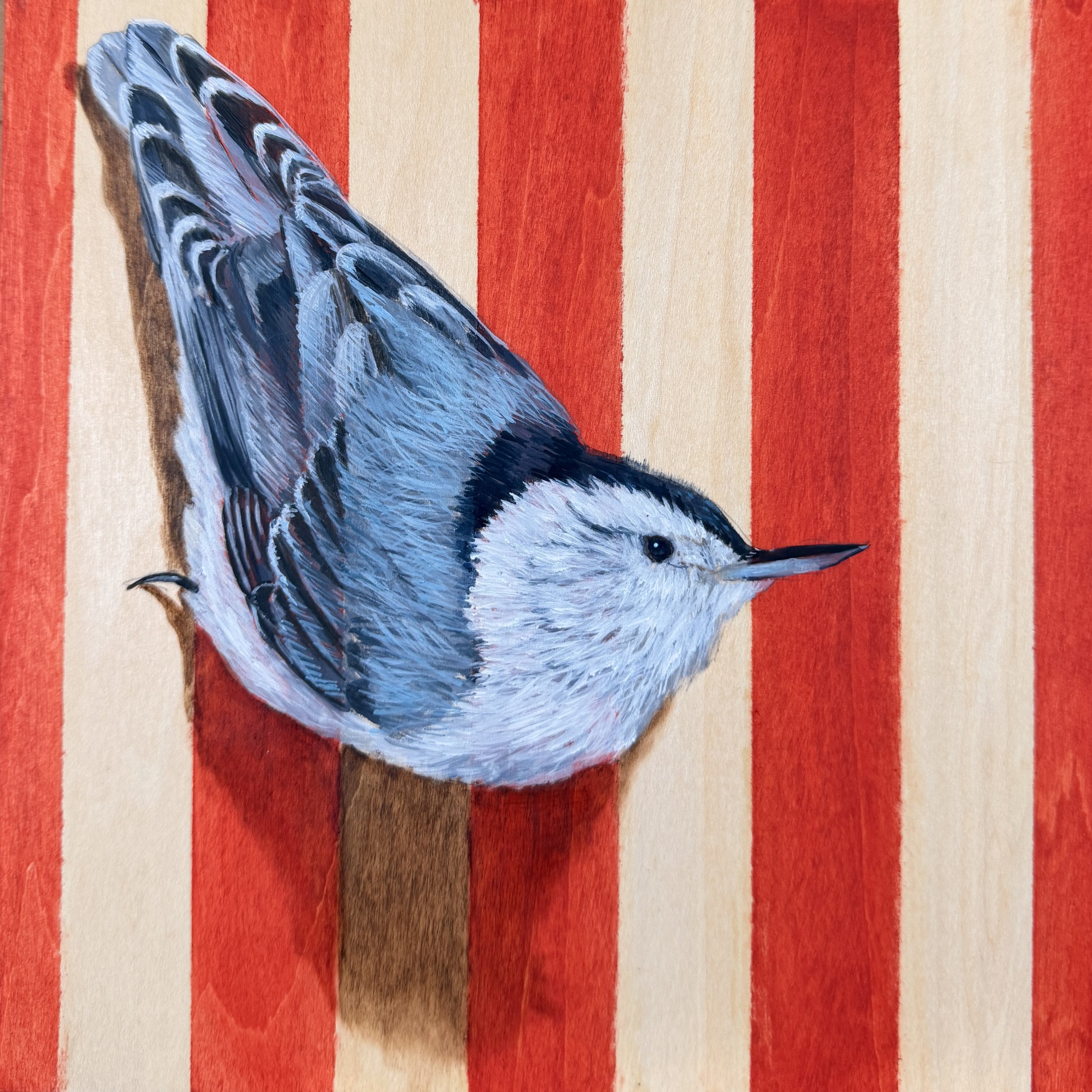 Nuthatch