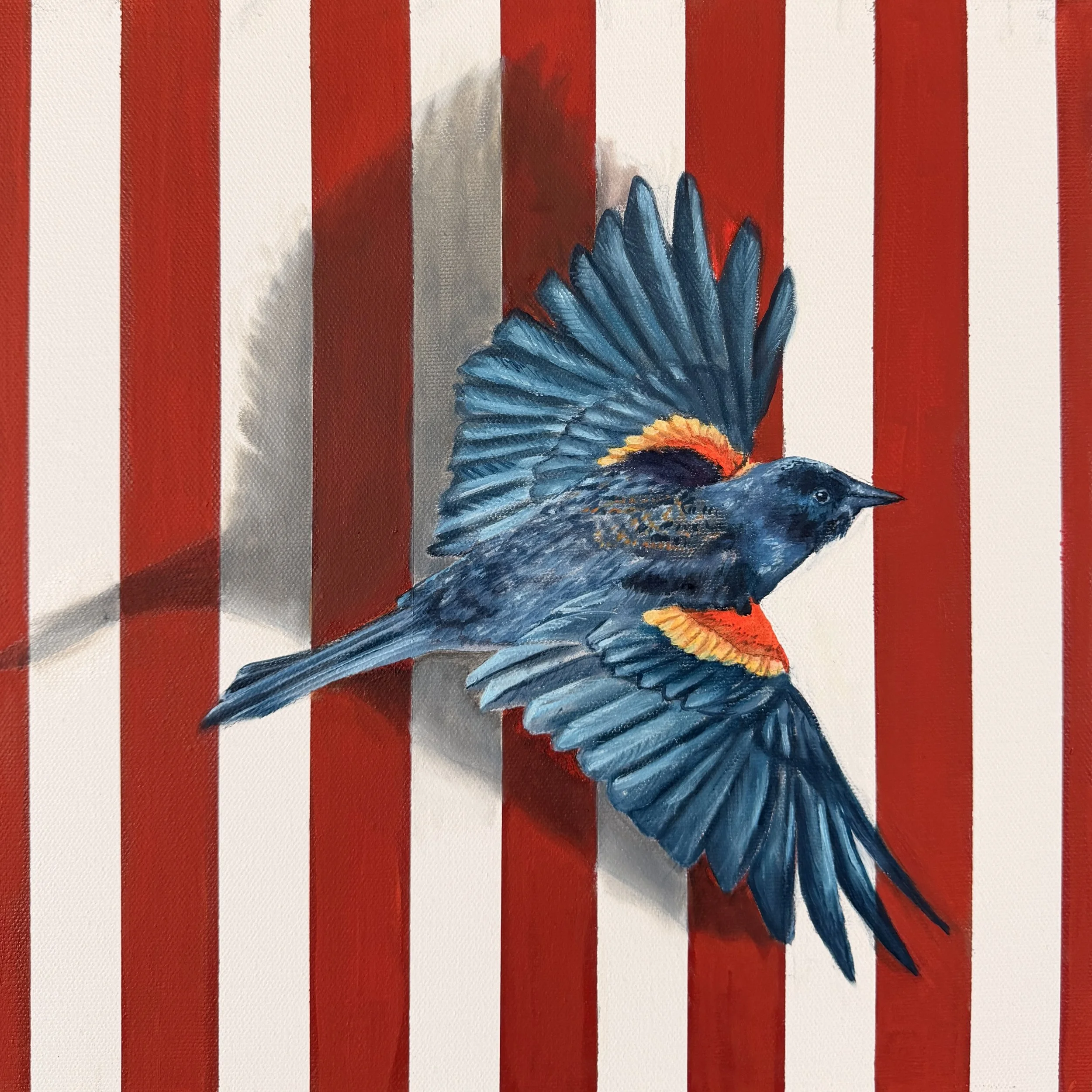Redwing Blackbird