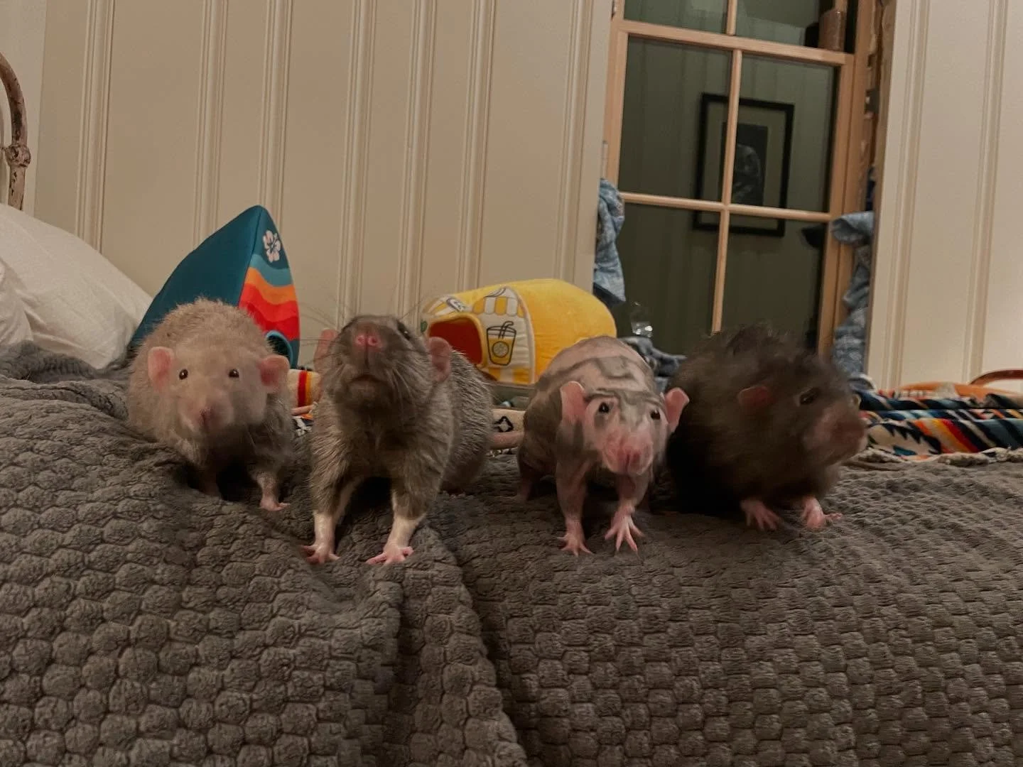 The Tiny Toes Crew! 🐁🐾