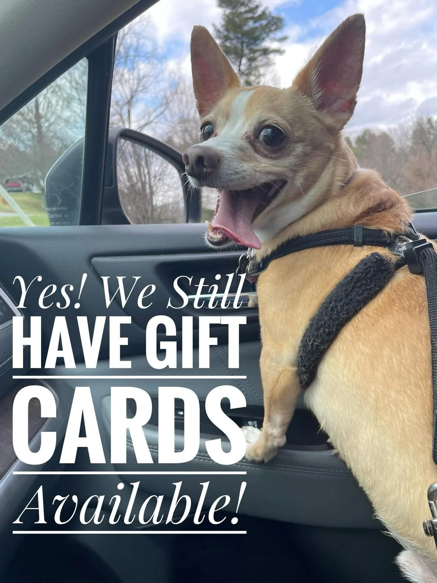 Need a last-minute gift for the dog lover in your life&hellip;? It&rsquo;s not too late! ❣️🐾￼