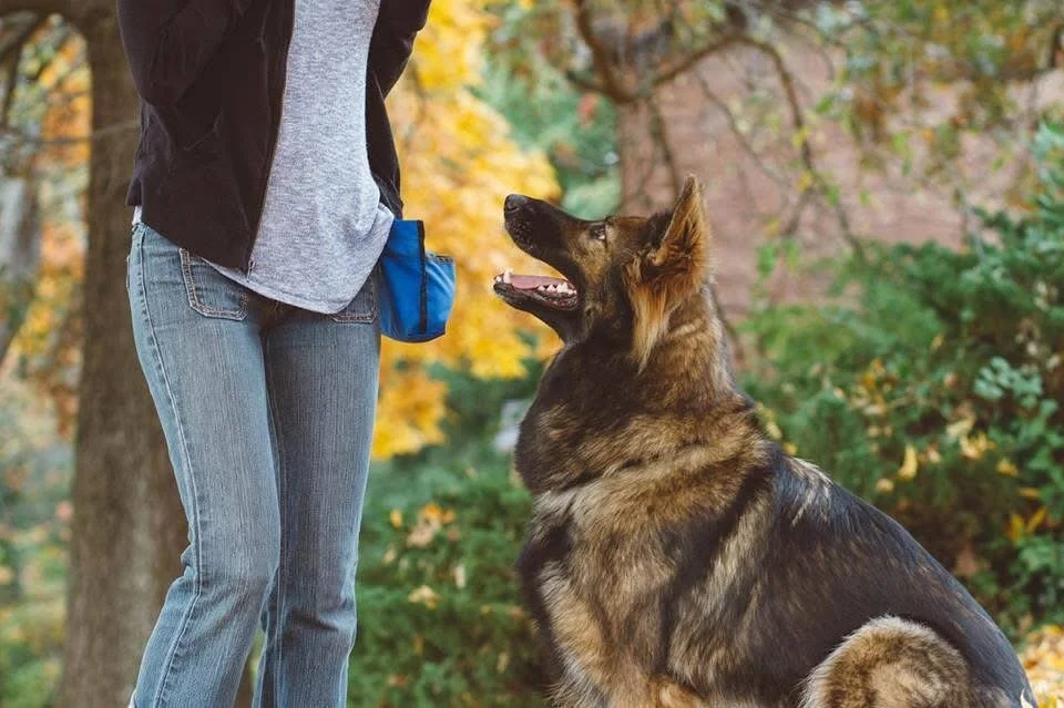 Popped up in memories from 10 Years ago! &hellip; Eppy was the best girl. She was always up to help out with tasks!

&ldquo;Just wanted to take a moment to give a huge shout out to Terrah w/  Le Howl Photography ! Photo shoot today w/ Eppy for Dog Ta