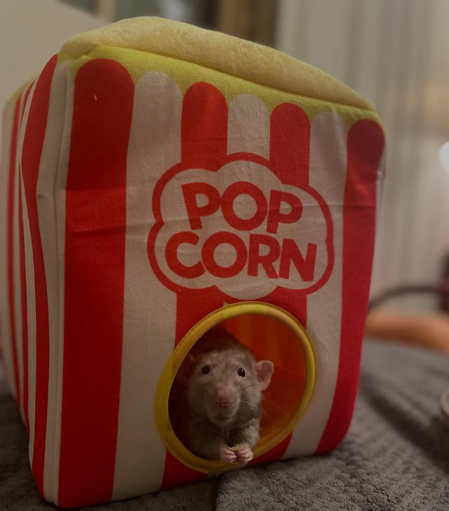 Pinky in his Popcorn Hut&hearts;️ @therattybox