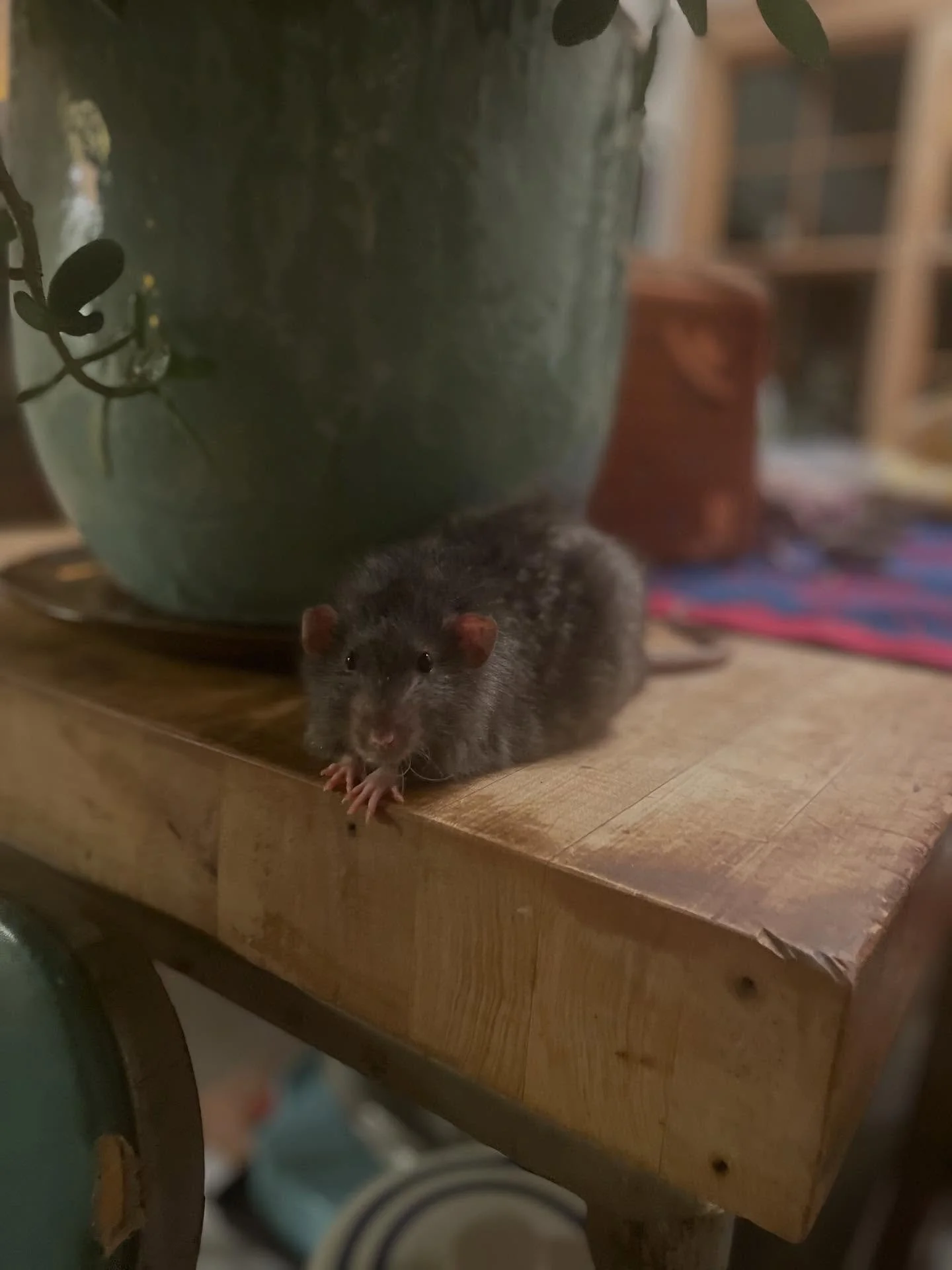 On this rainy Monday night&hellip;Just In case you to need to see a fancy ol&rsquo; man doin&rsquo; fancy things. ￼Willie the rat❤️￼