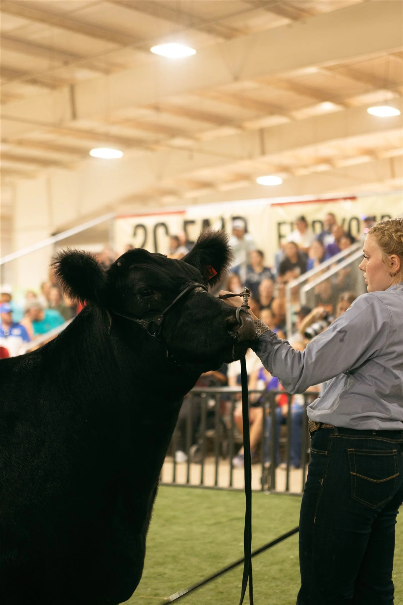 A woman with a gray shirt holding a black cow by a lead in an indoor arena. Behind them, a crowd of people watch from bleachers.