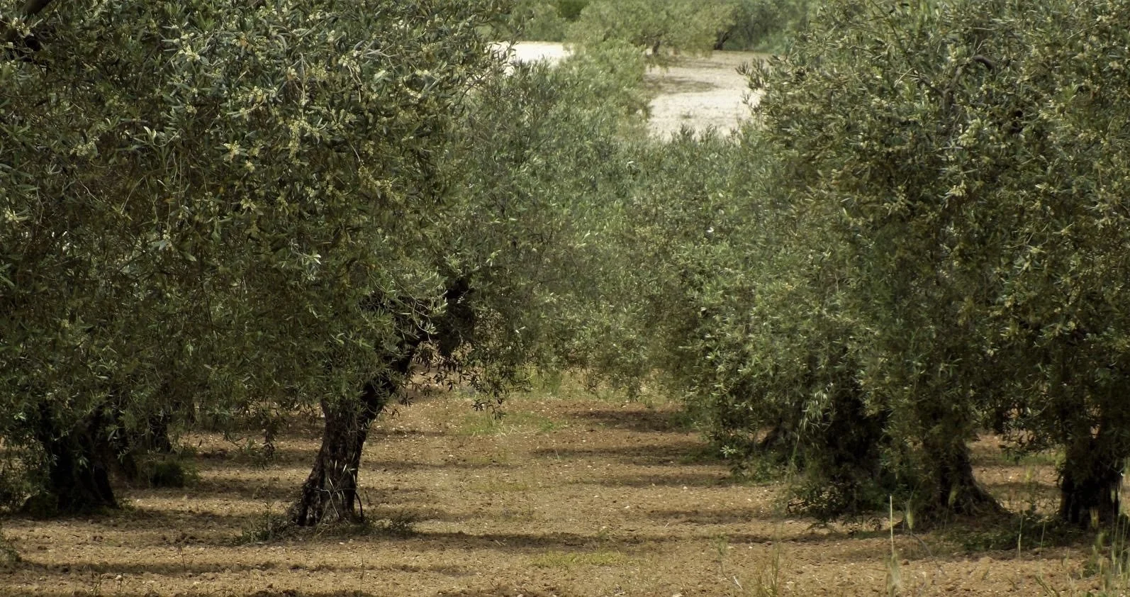 Why Frantoio di Campagna?