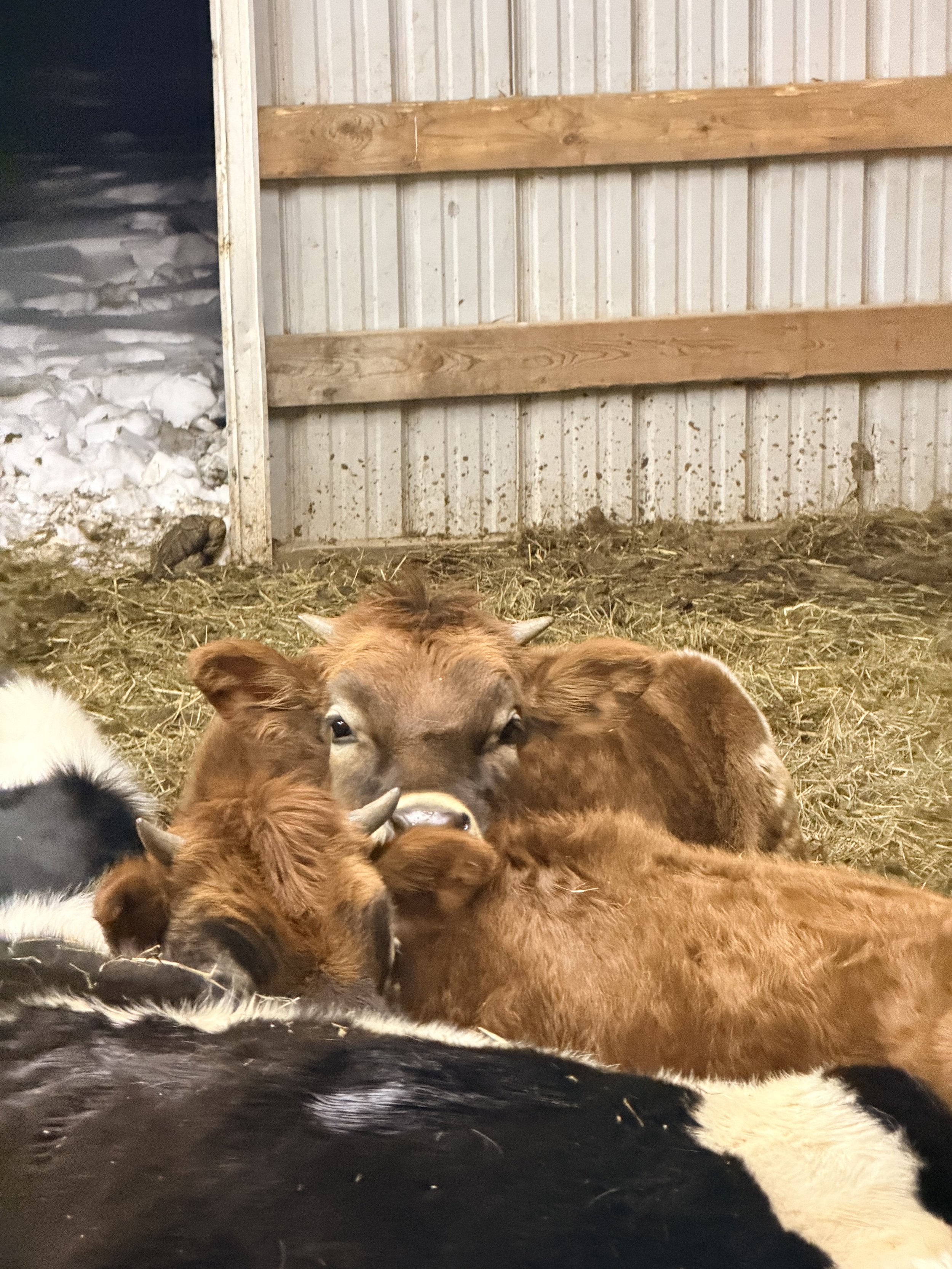 Several calves lying on straw bedding inside a barn with corrugated metal walls and wooden beams.