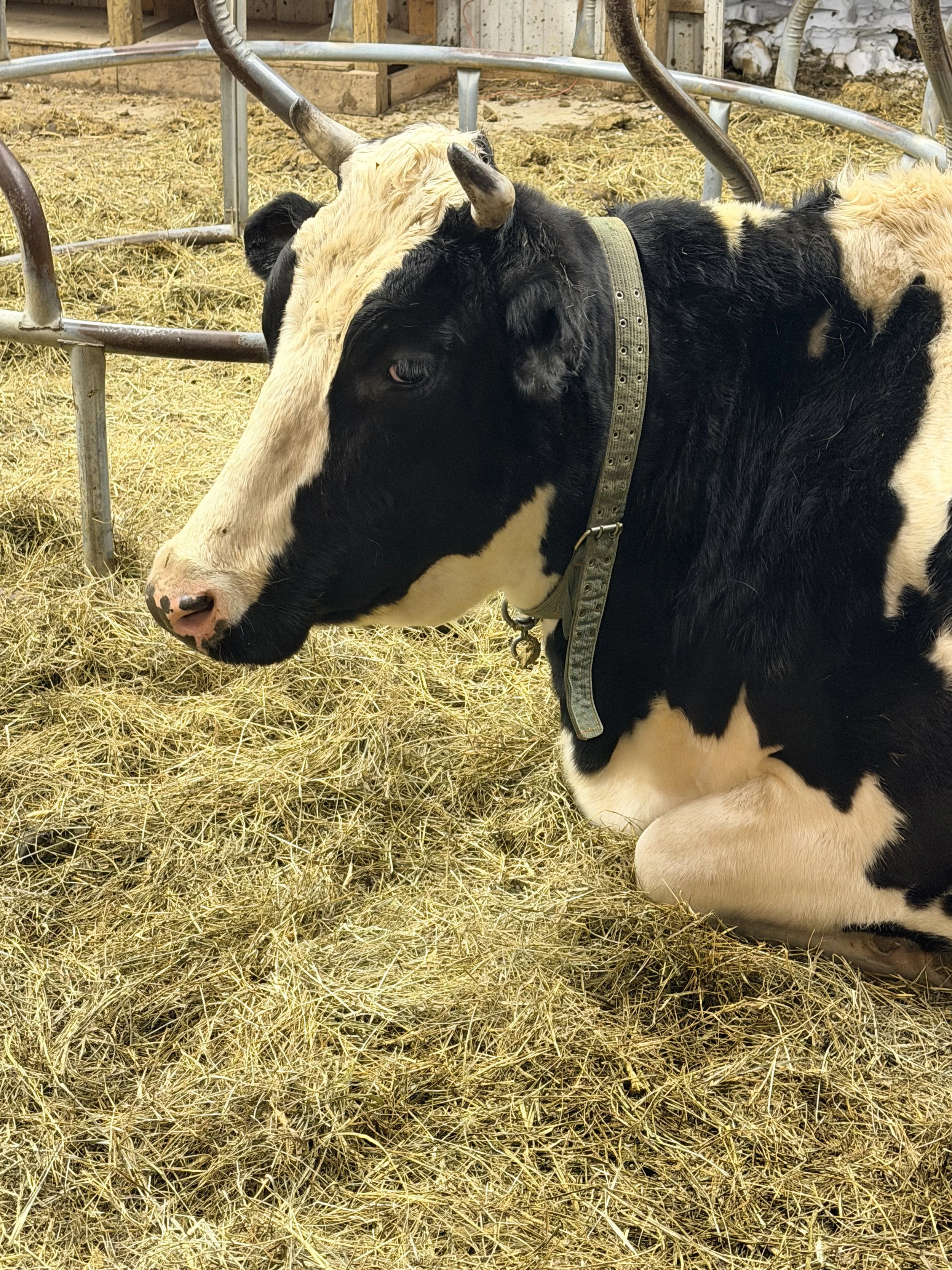 Young calf with black and white markings sitting on straw, with metal railing in the background.