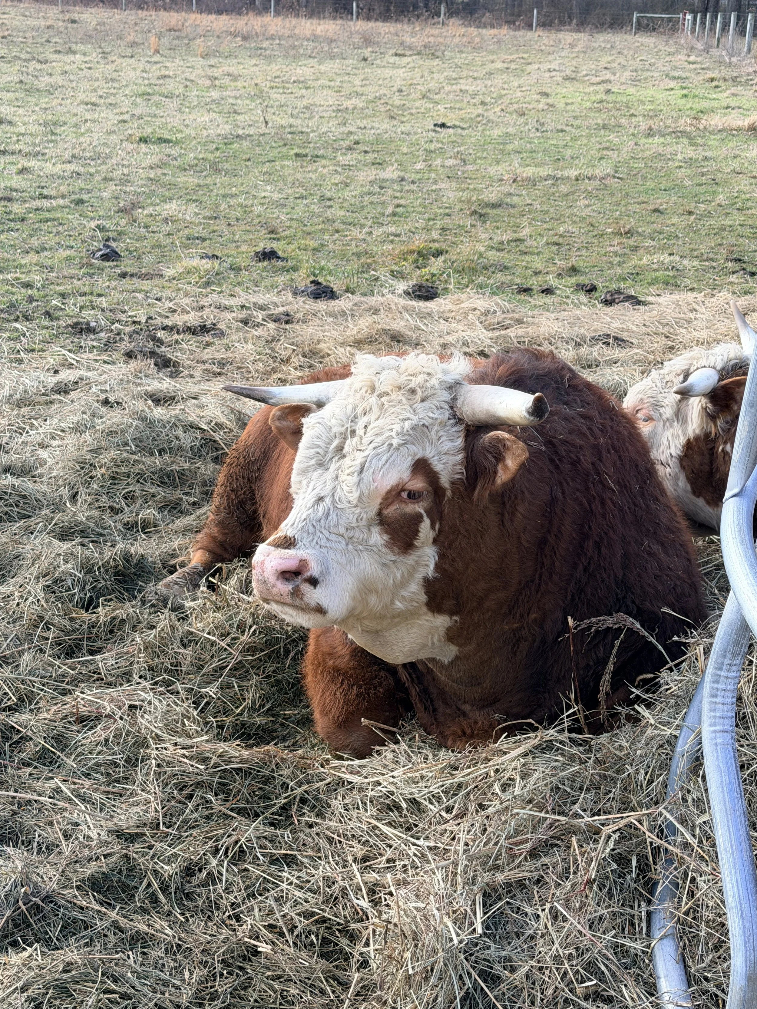 Two cattle, one brown and one white, resting on straw in a field with patches of grass, surrounded by a fence in the background.
