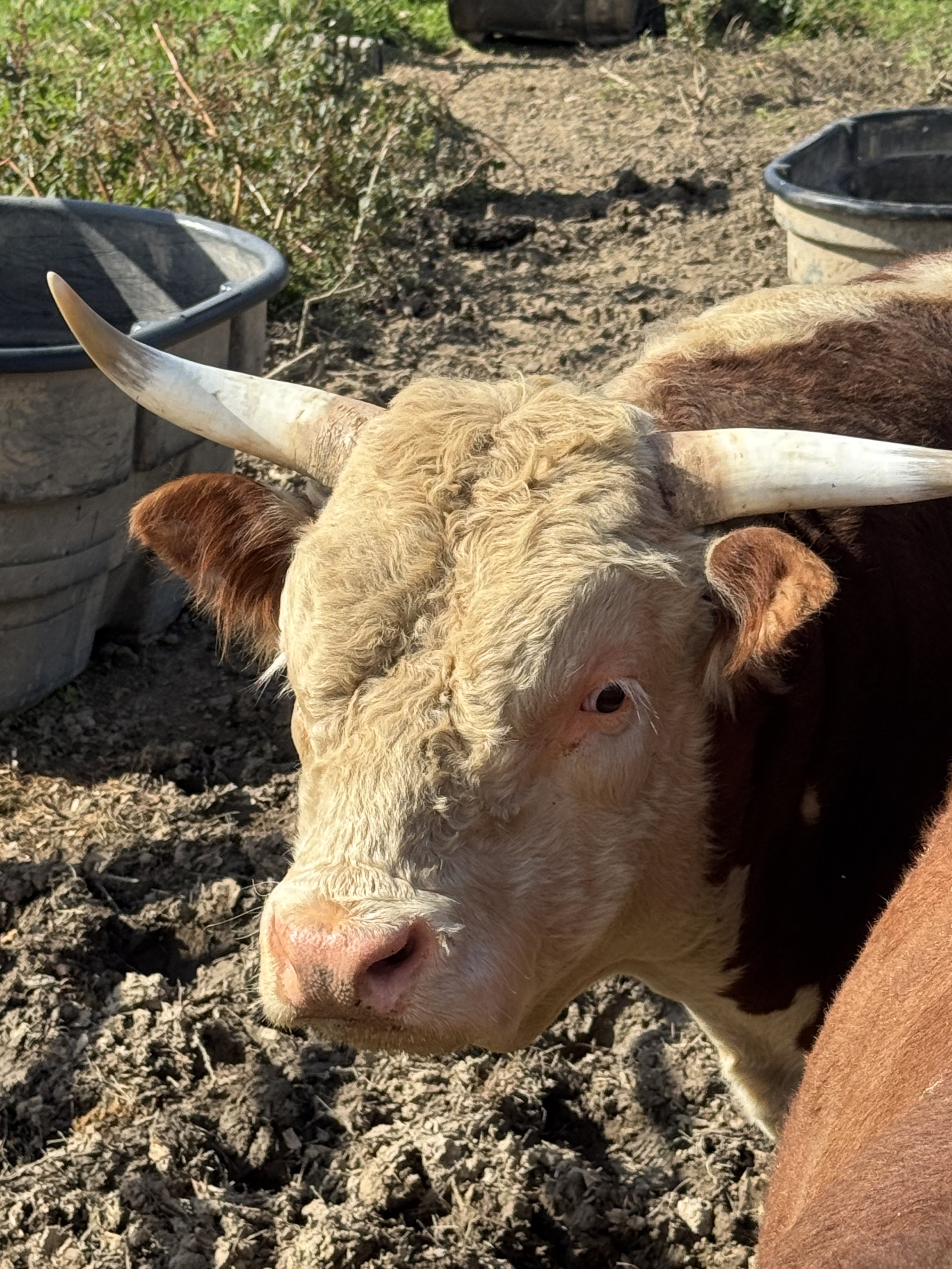 Close-up of a brown and white cow with large horns standing on dry ground, with plastic buckets nearby, and some green bushes in the background.