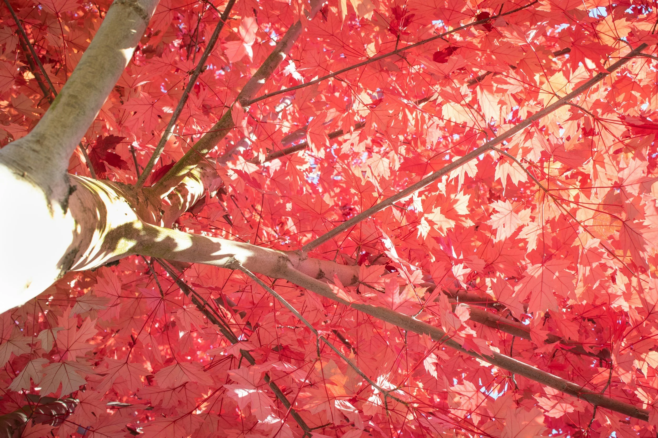 Autumn Season Changes
