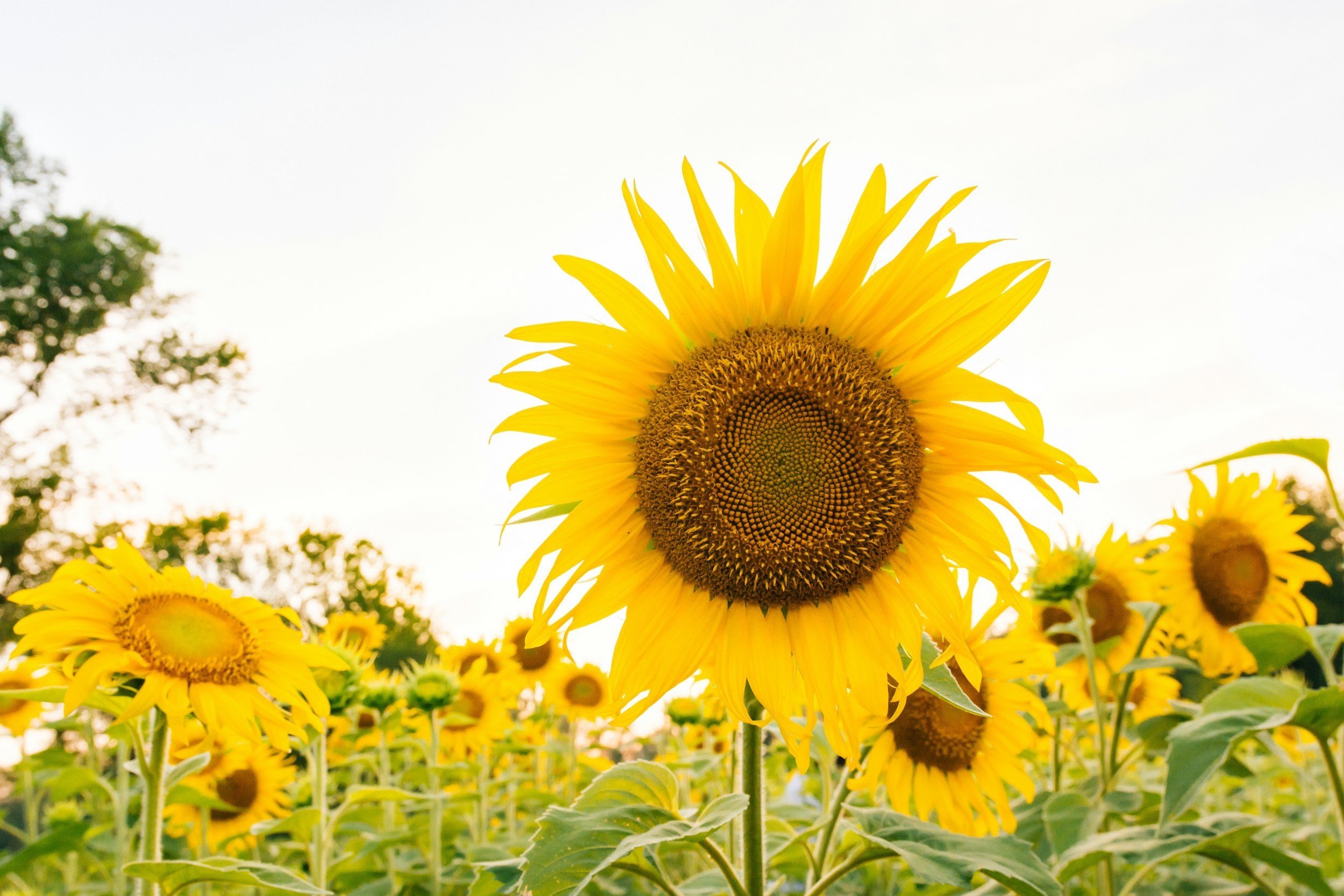 Yellow Sunflowers Blooming