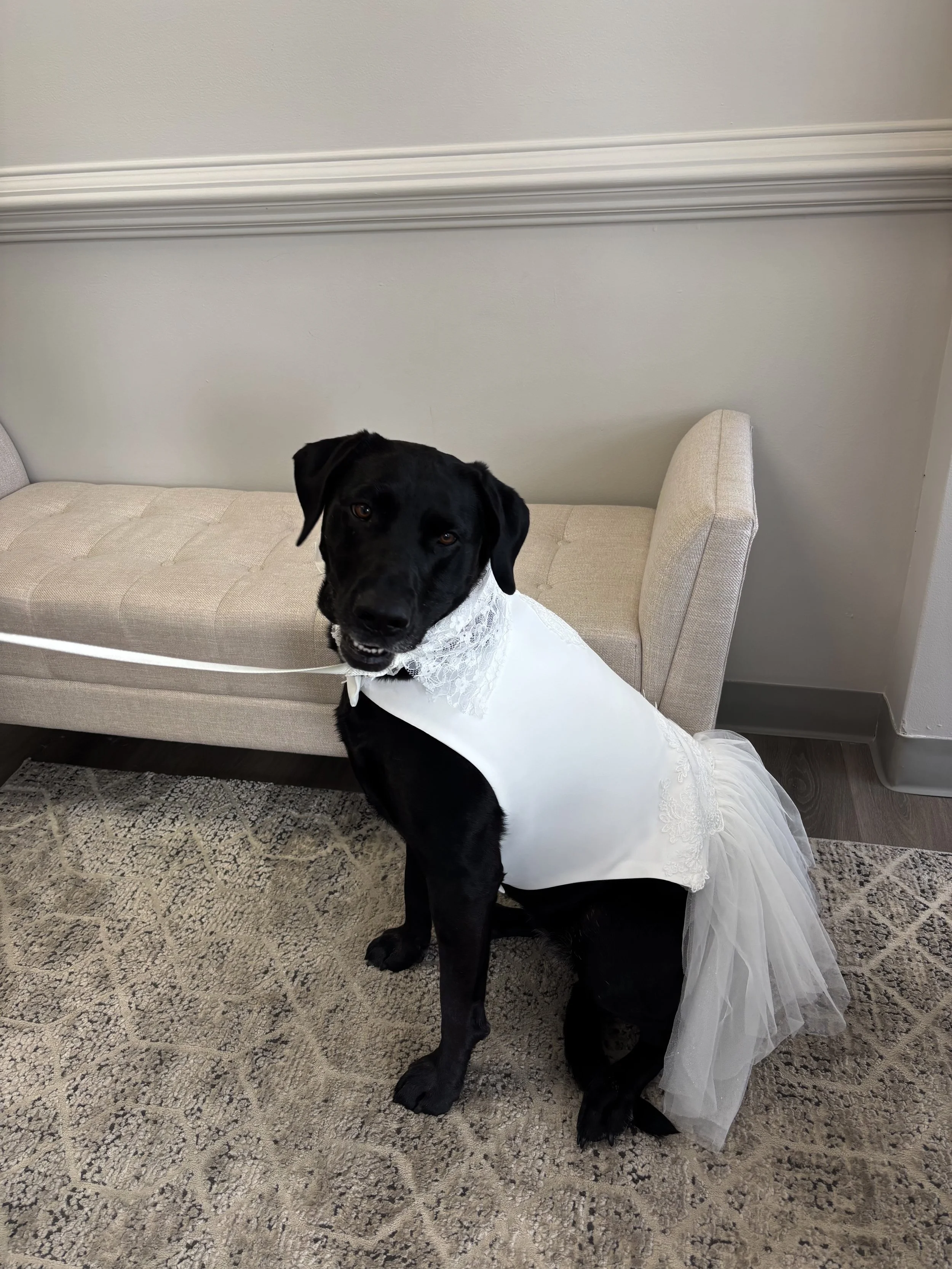 Custom dress for this adorable pup!!
