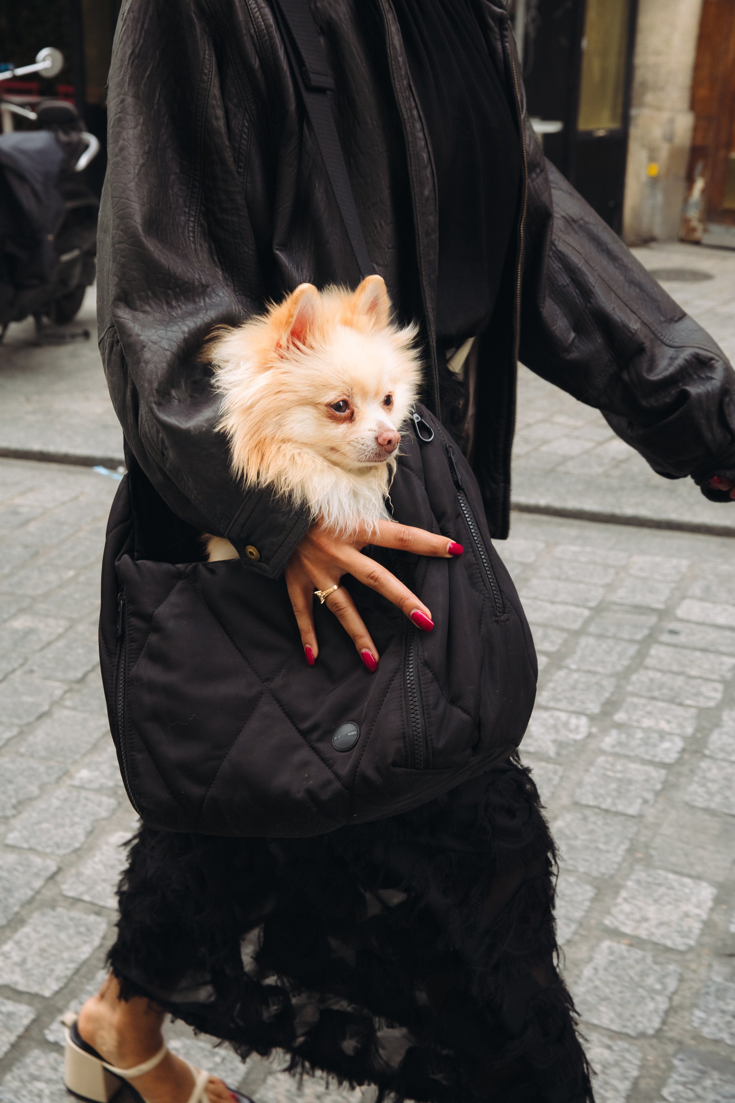 DOGSHOOT-65.jpg