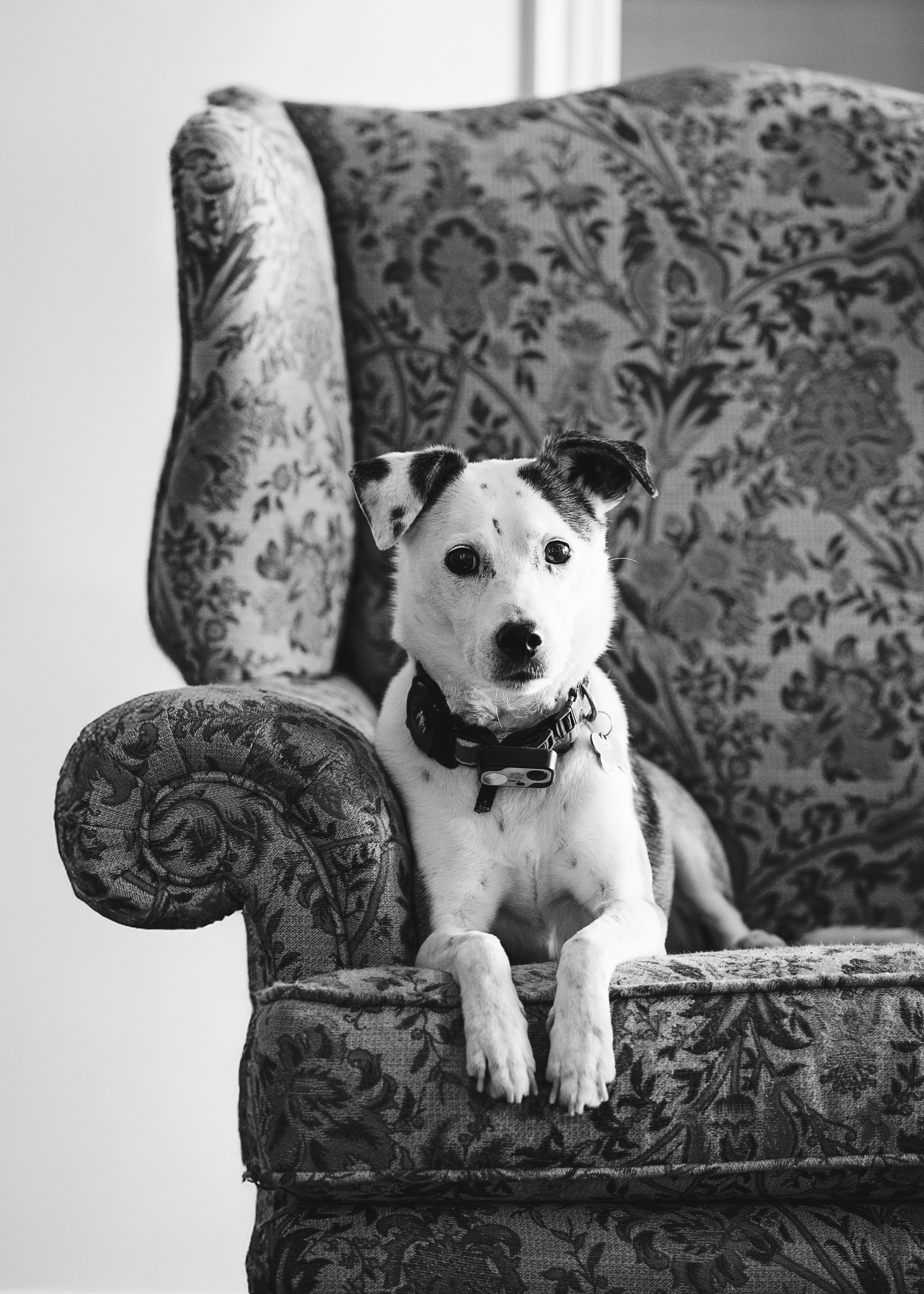 Charlie, our dapper gentleman