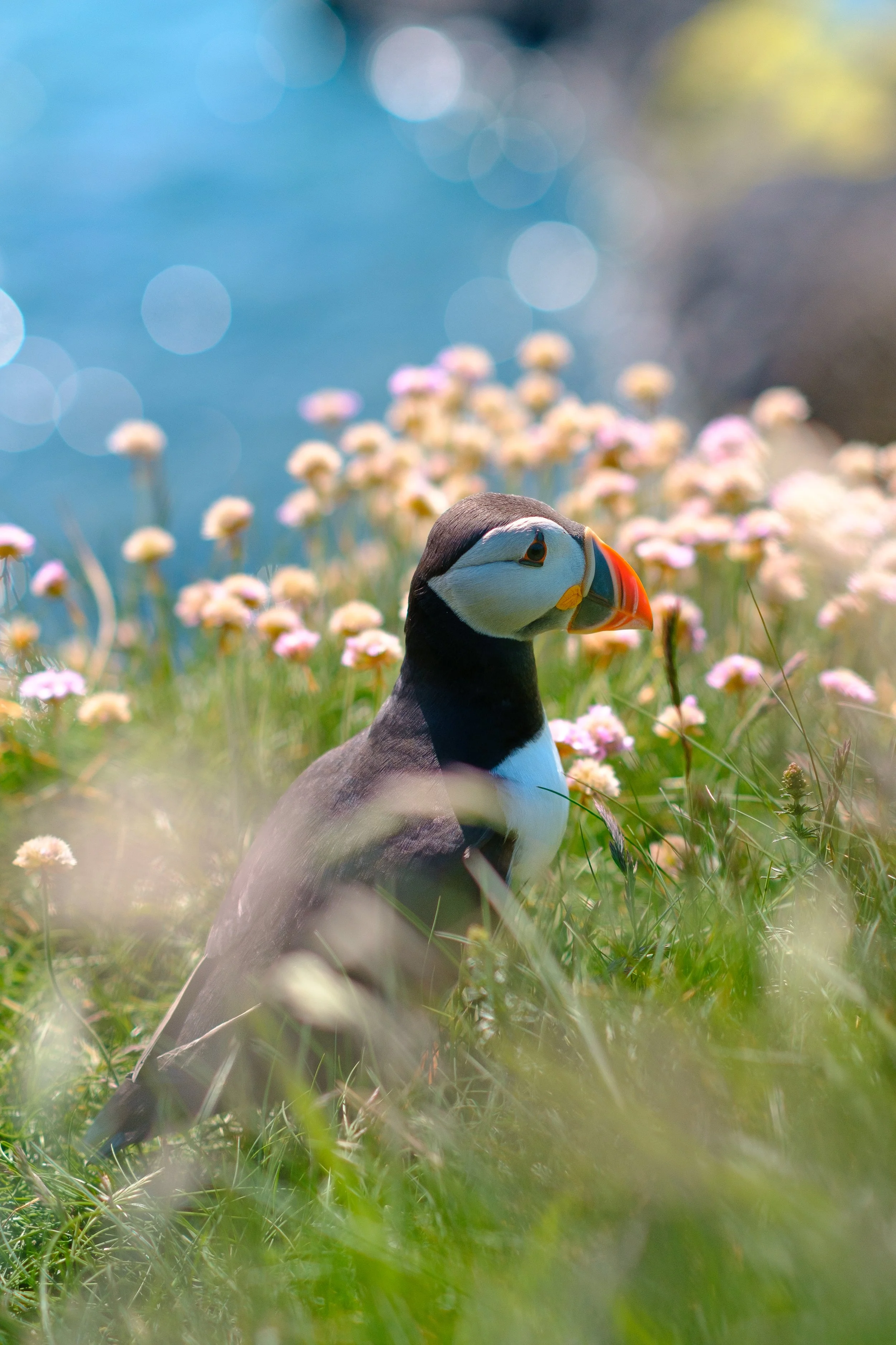 Flower Puffin 6x4.jpg