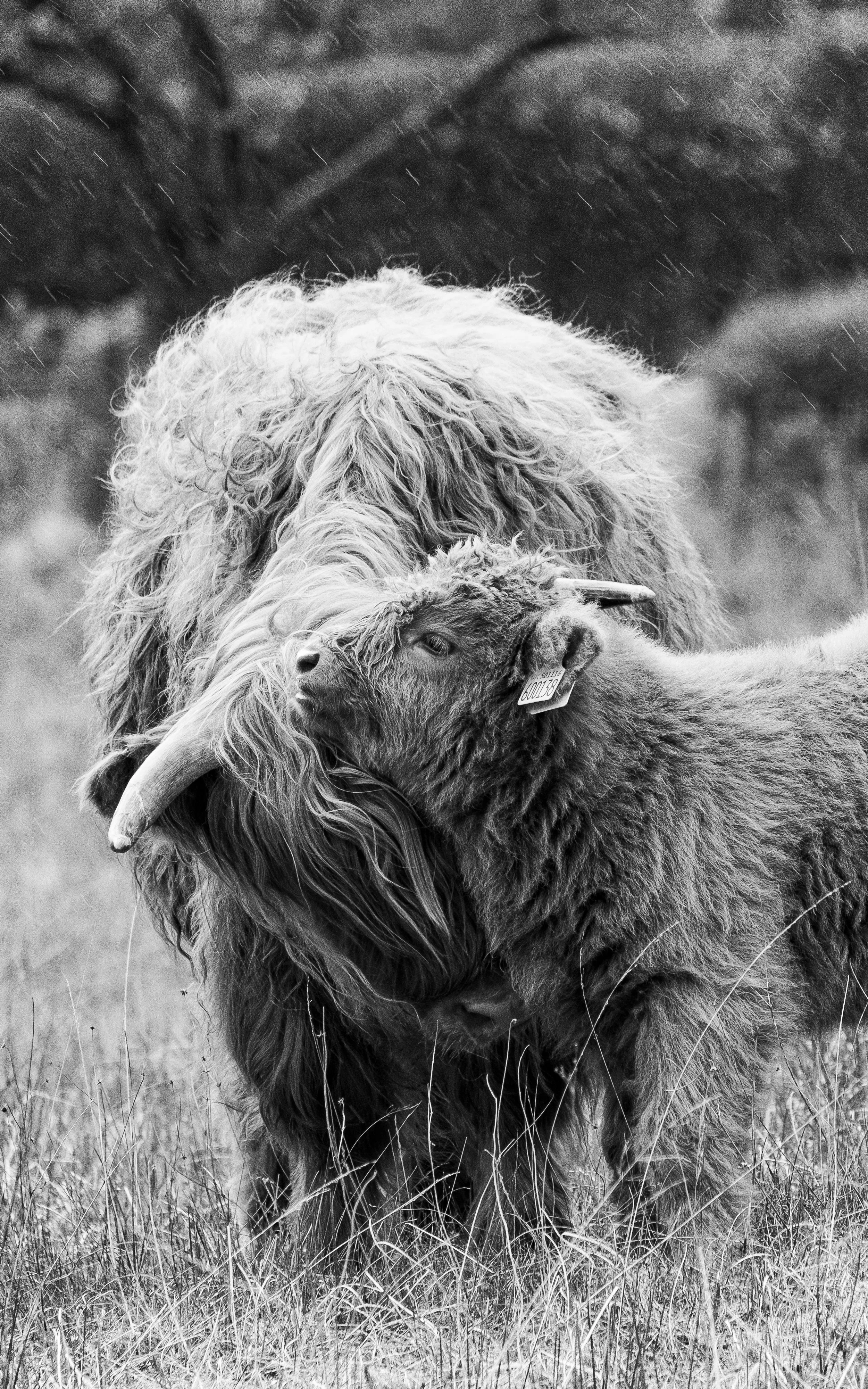 Cows BnW 6x4.jpg