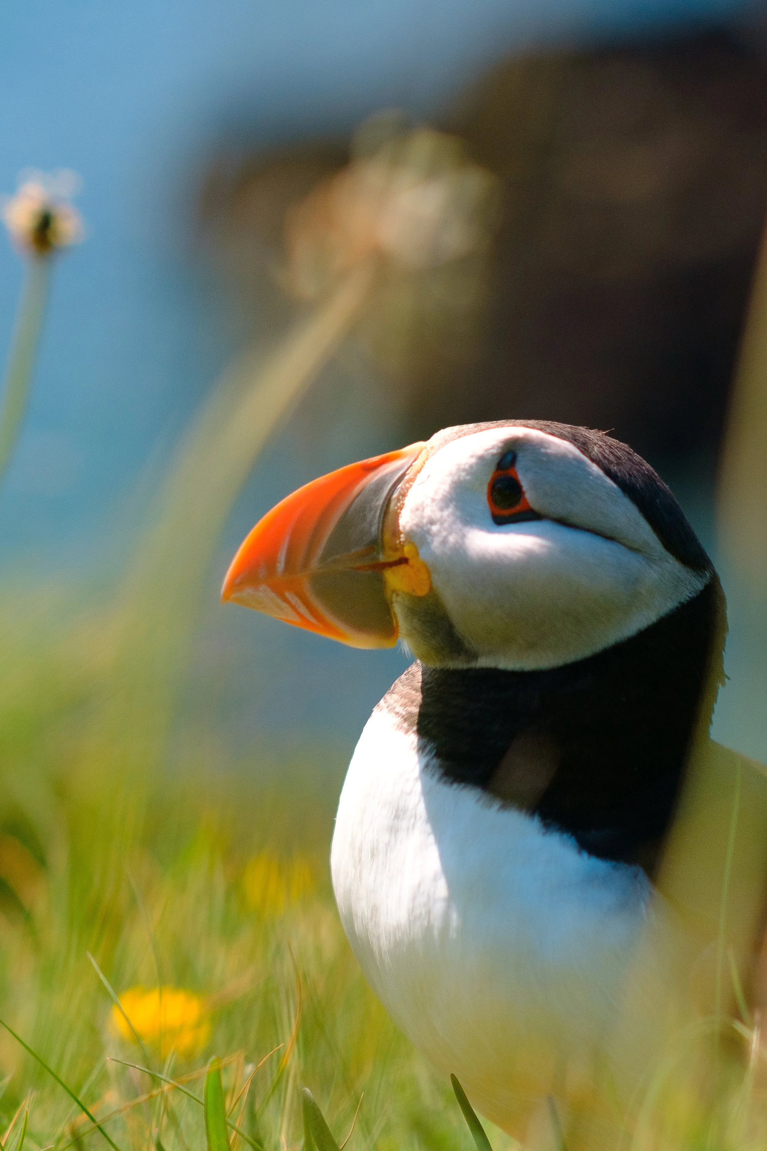 Close Up Puffin 6x4.jpg