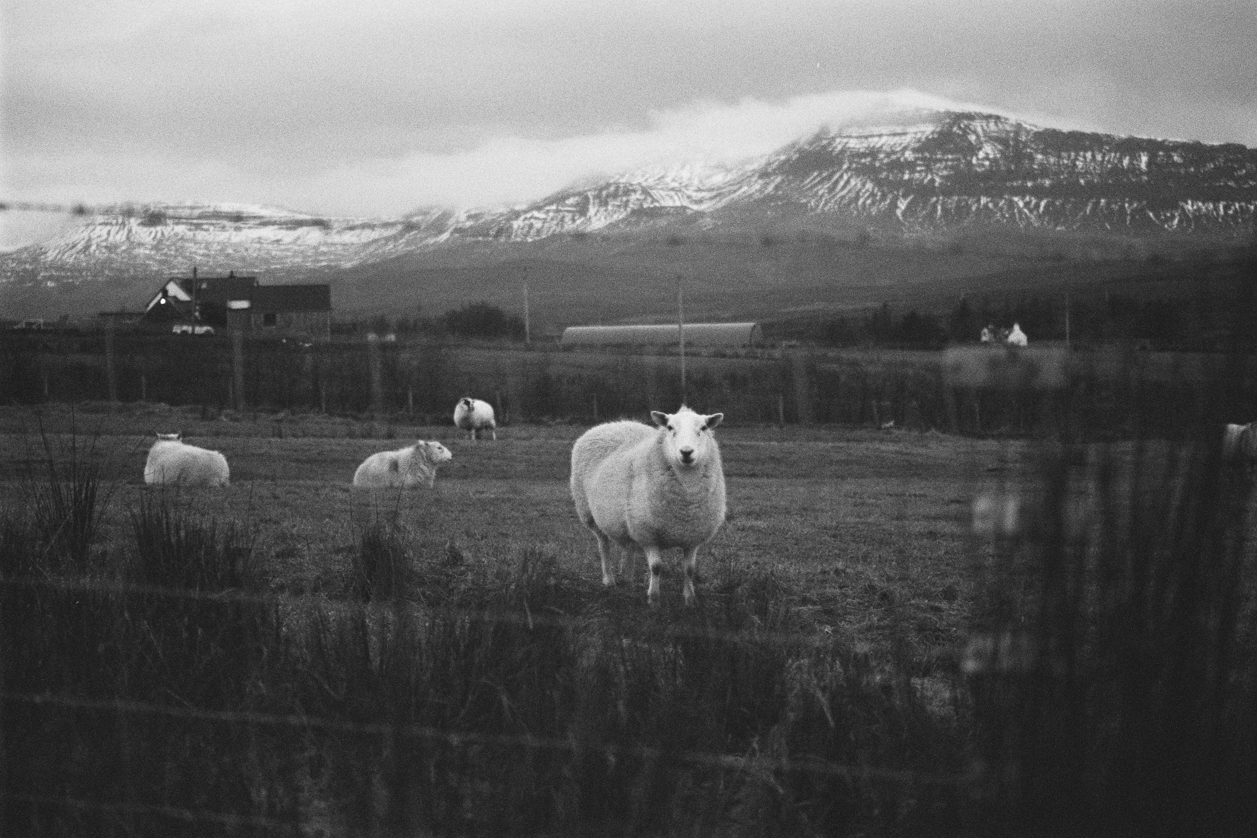 FILM Sheep in Skye 6x4.jpg