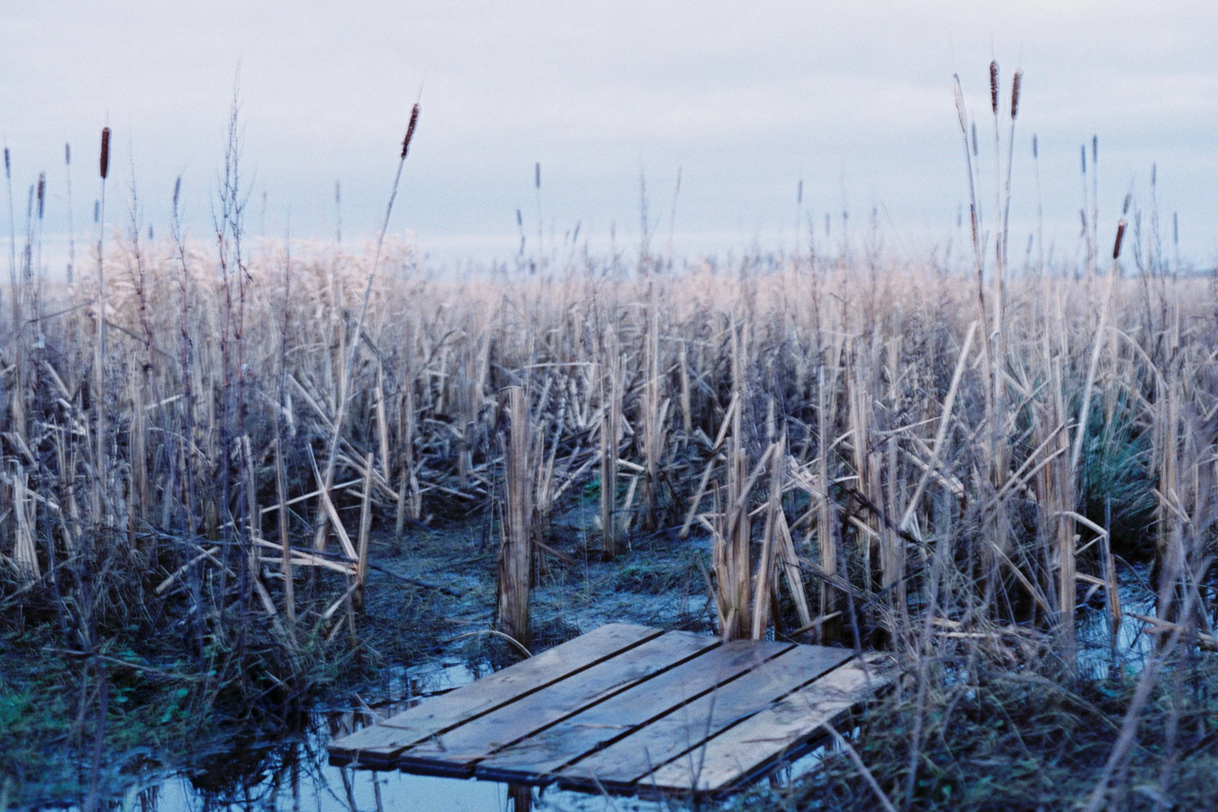 FILM Reed Plank 6x4.jpg