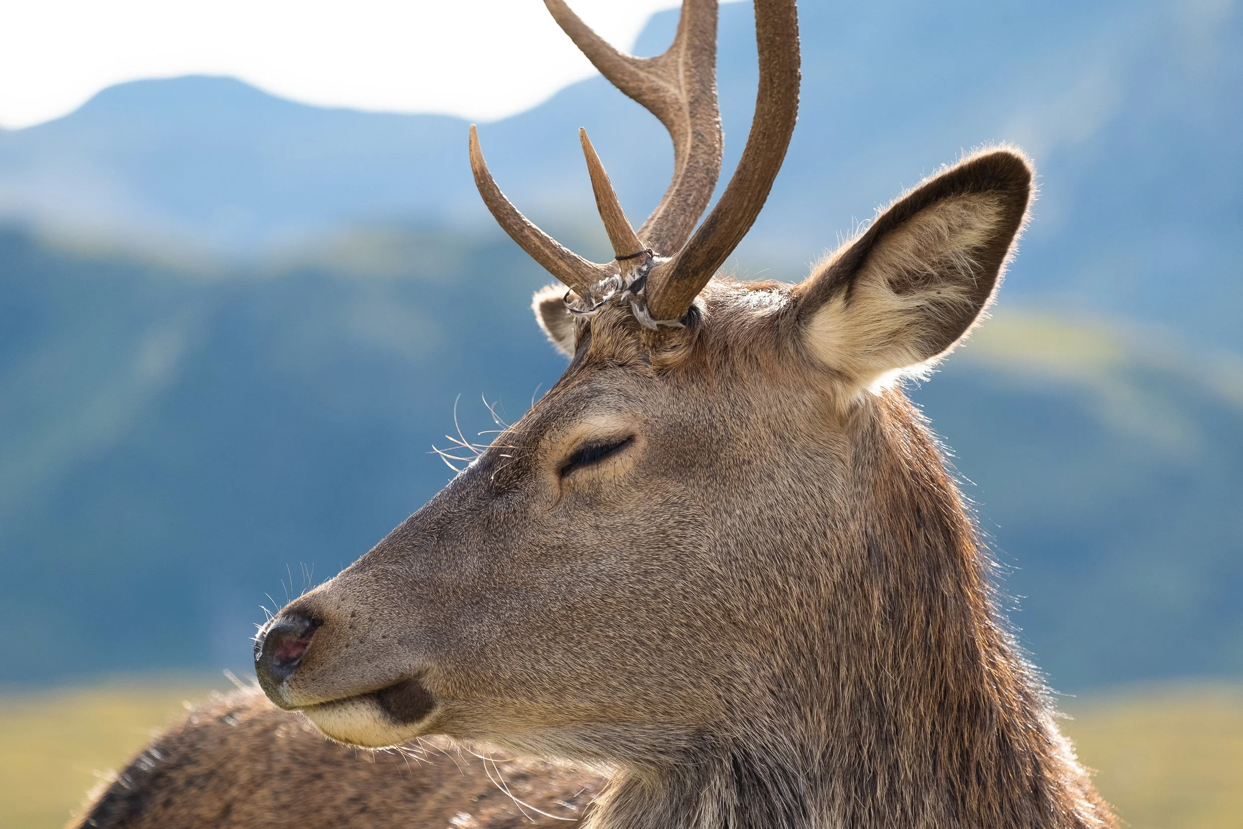 Stag Close 6x4.jpg