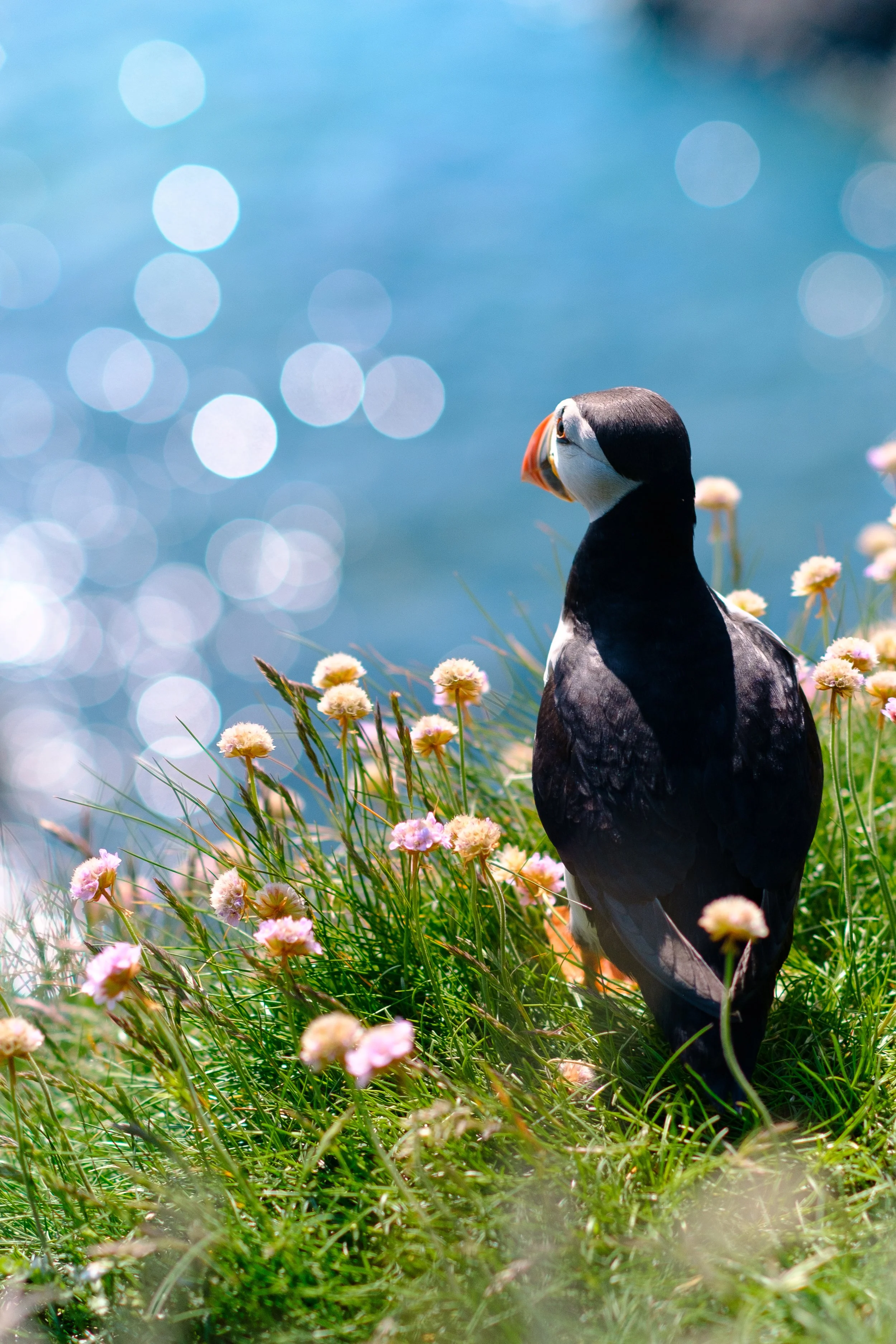 Pensive Puffin 6x4.jpg
