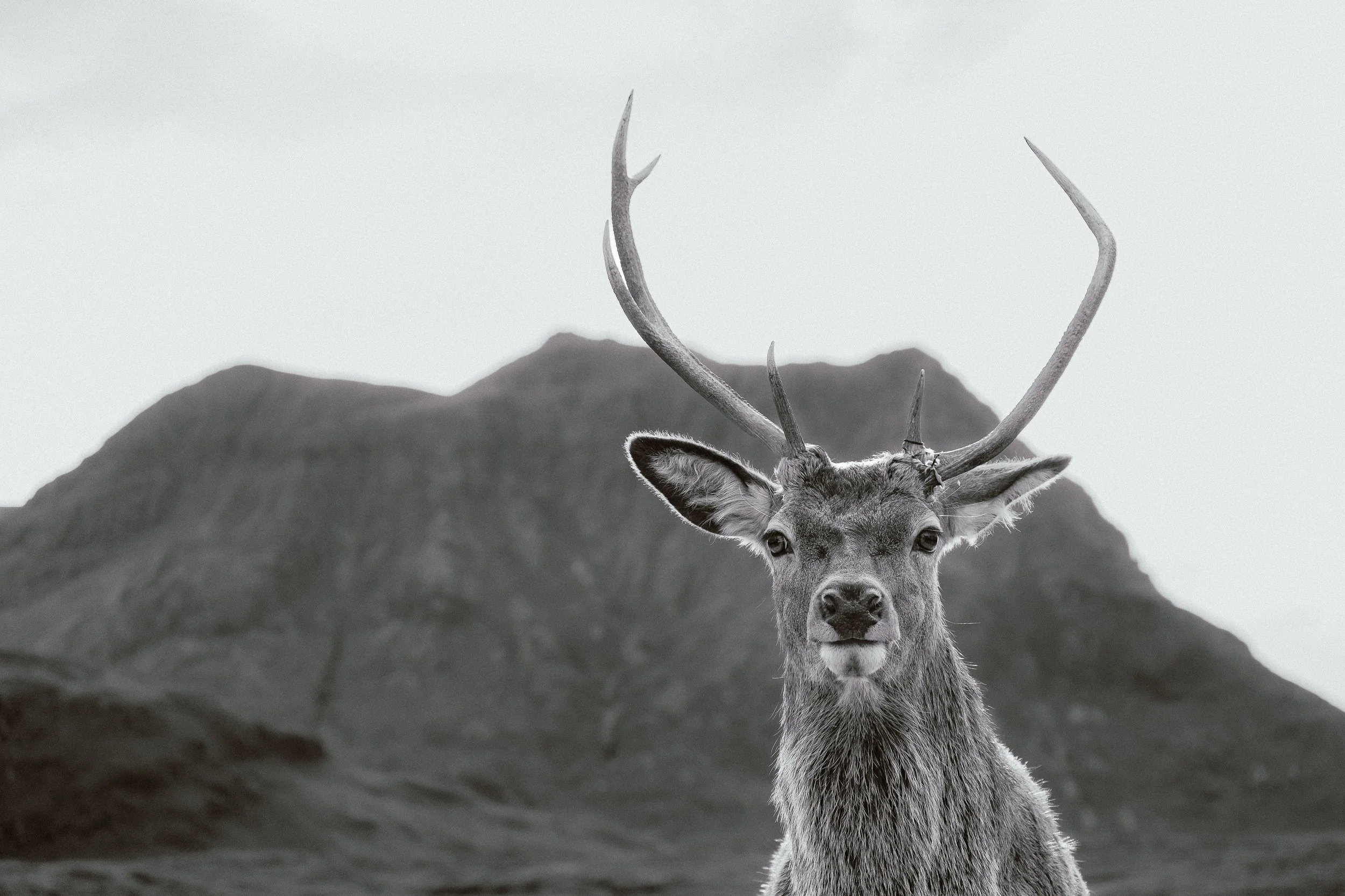 Glencoe Stag BnW 6x4.jpg