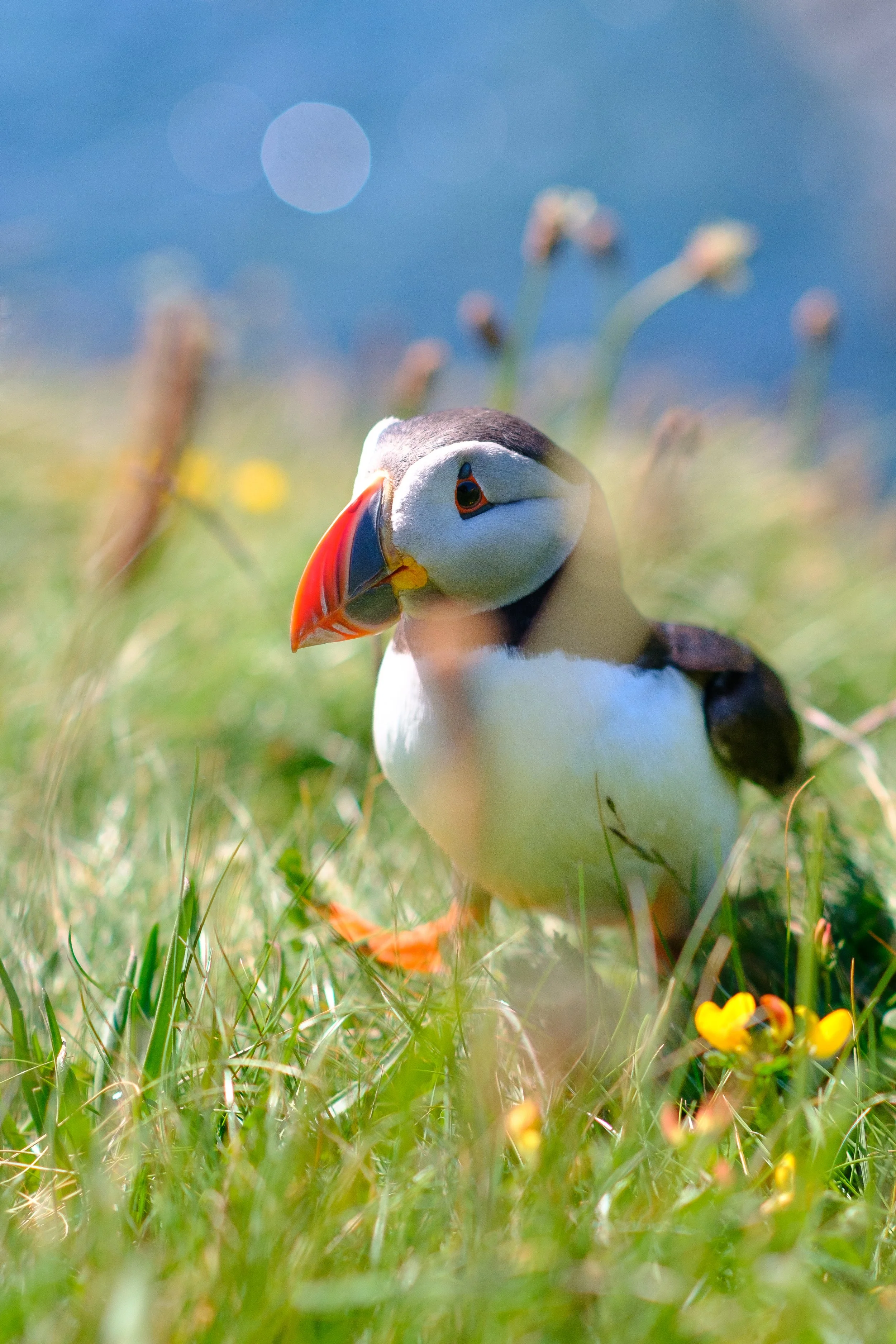 Plodding Puffin 6x4.jpg